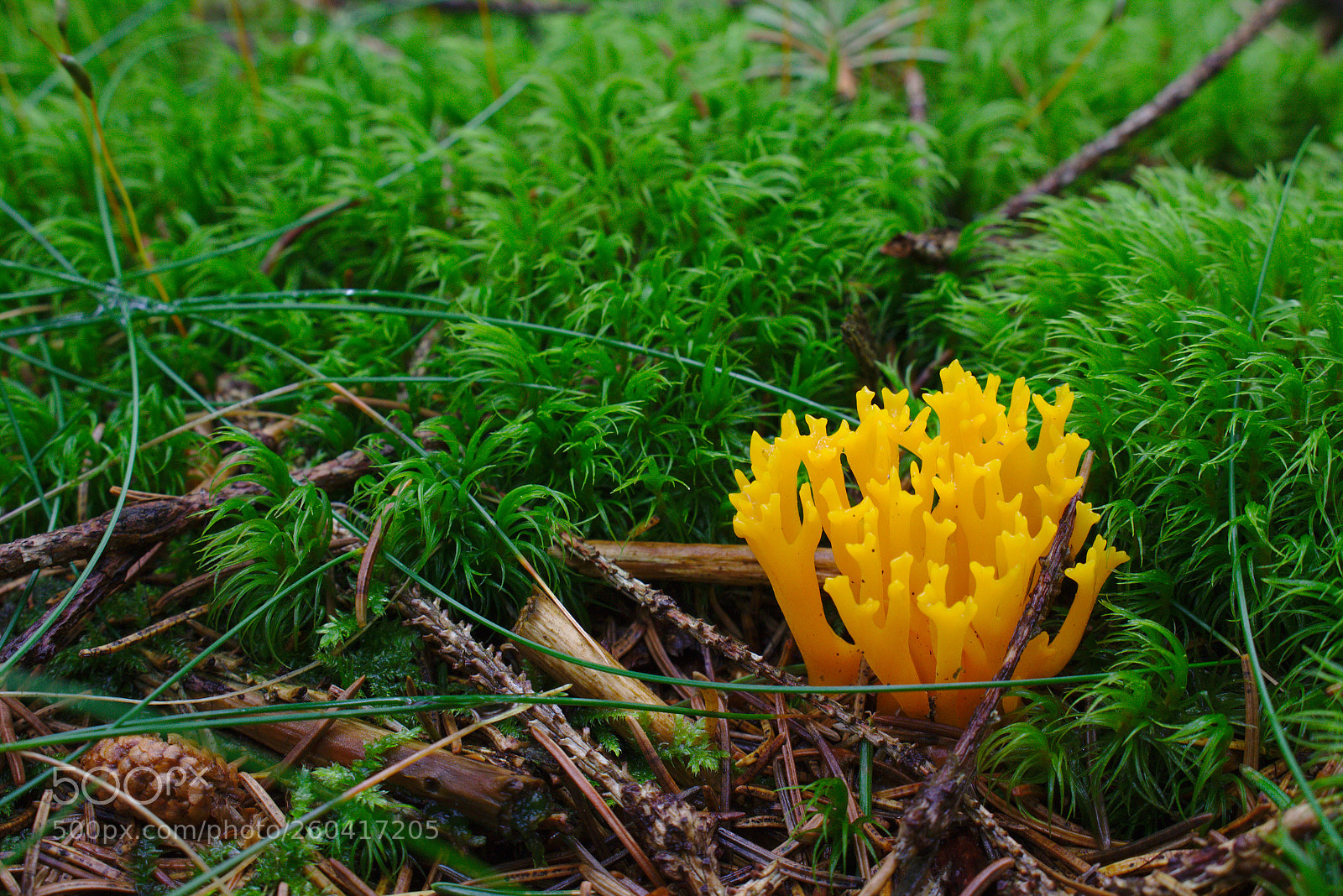 Canon EOS 100D (EOS Rebel SL1 / EOS Kiss X7) sample photo. Litte forest mushroom photography