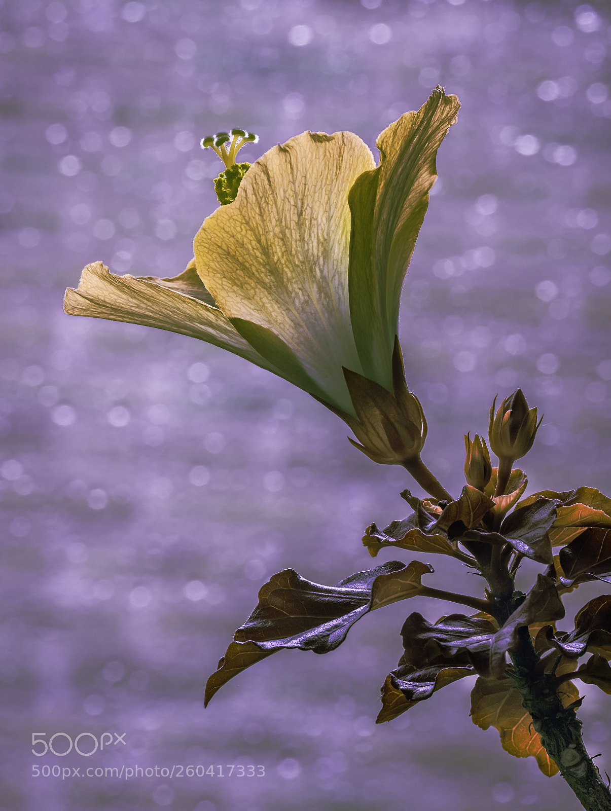 Fujifilm X-T1 sample photo. Flower photography