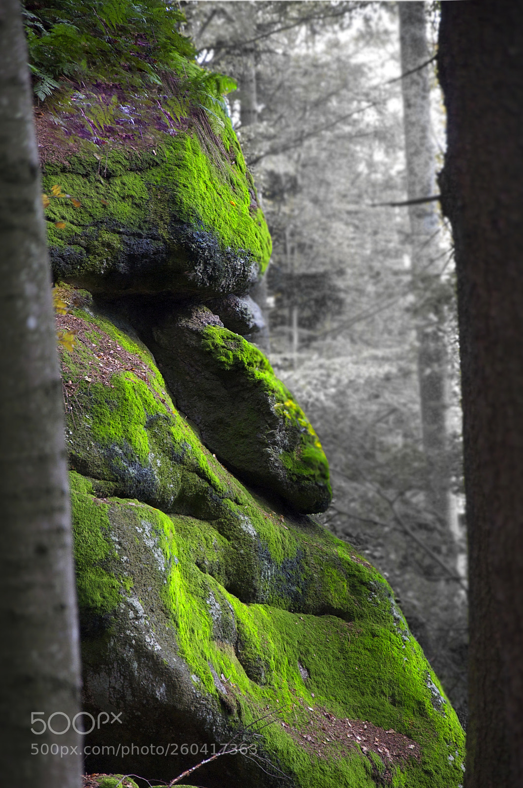 Nikon D90 sample photo. Druide photography