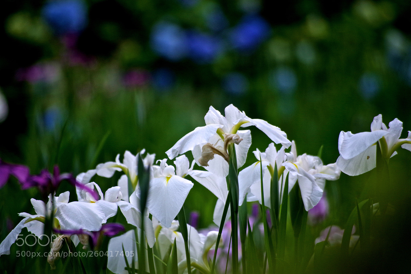 Pentax K-1 sample photo. Iris field photography
