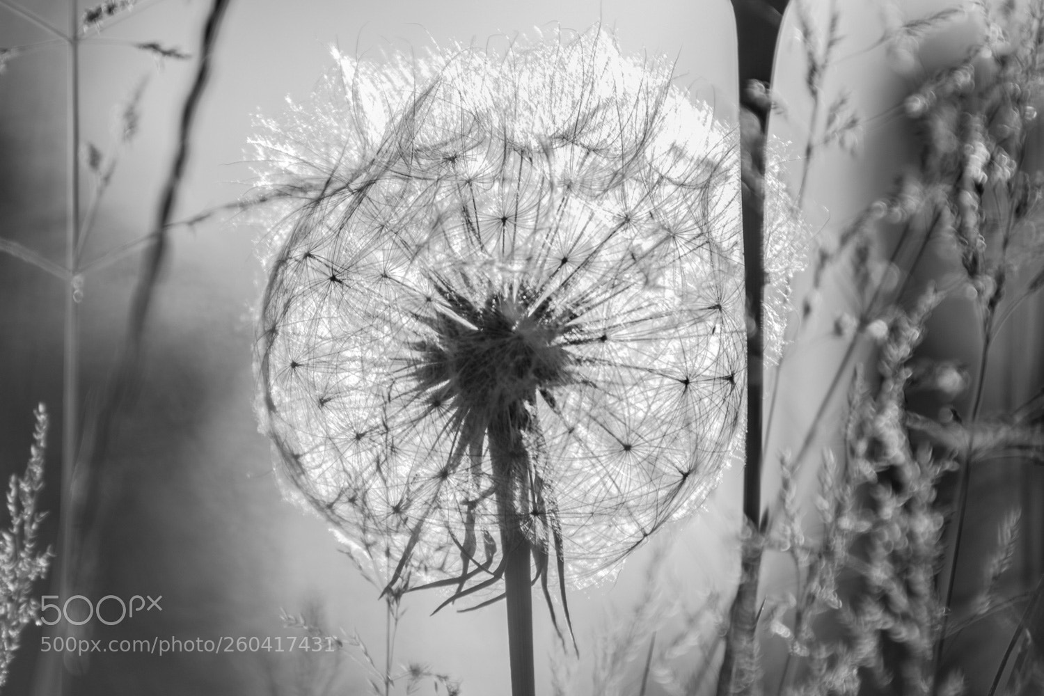 Nikon D5500 sample photo. Tragopogon photography