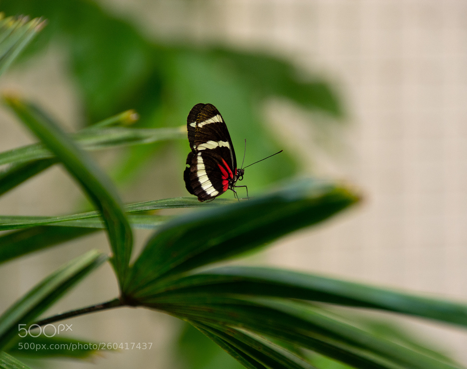 Nikon D7100 sample photo. Doris longwing butterfly-1 photography