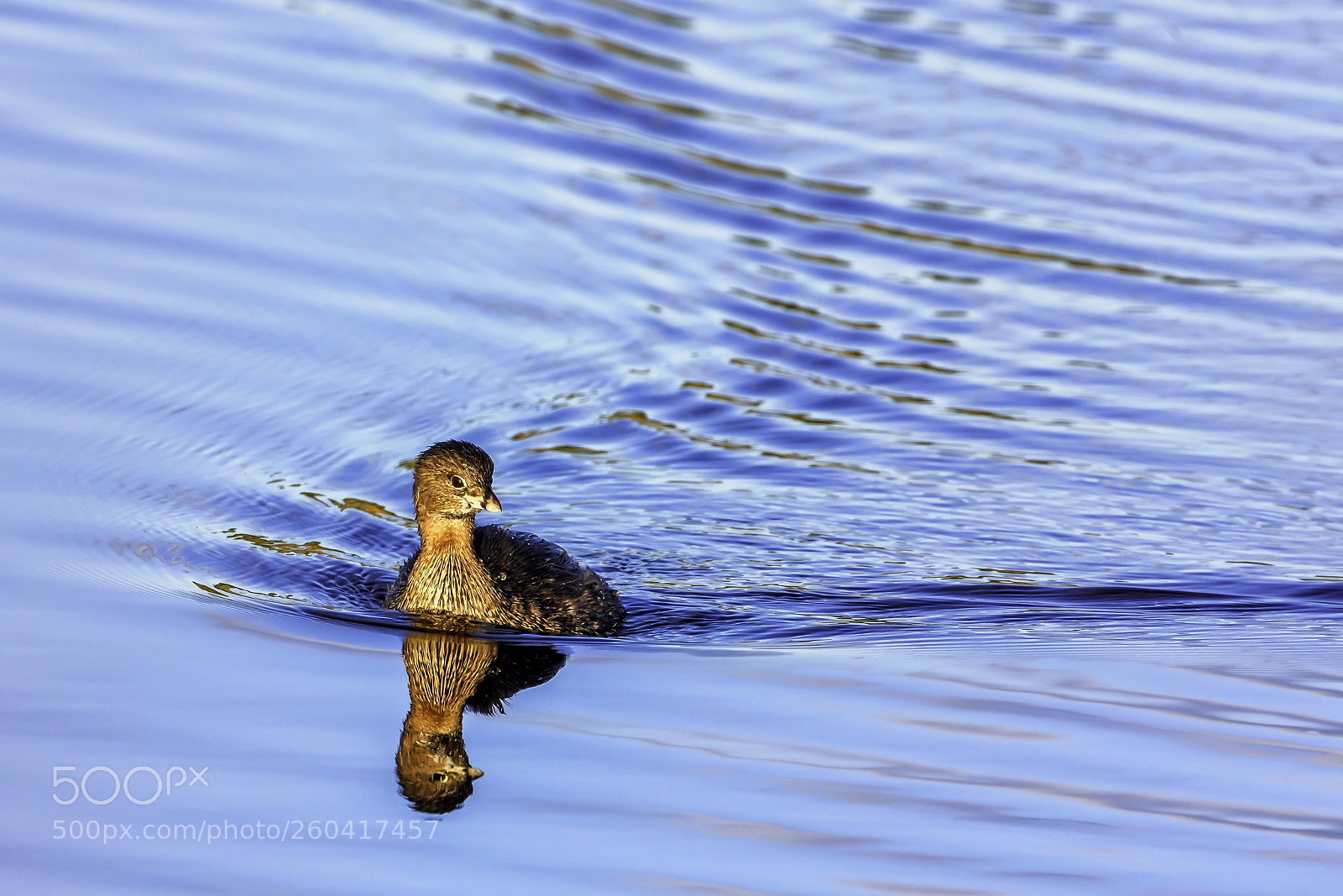 Nikon D810 sample photo. Pied-billed grebe photography