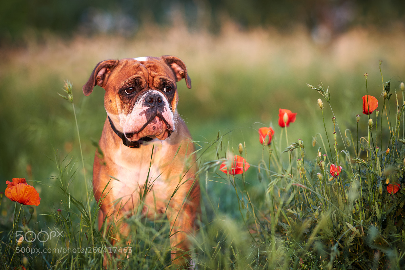 Fujifilm X-T2 sample photo. Debi between red poppies photography