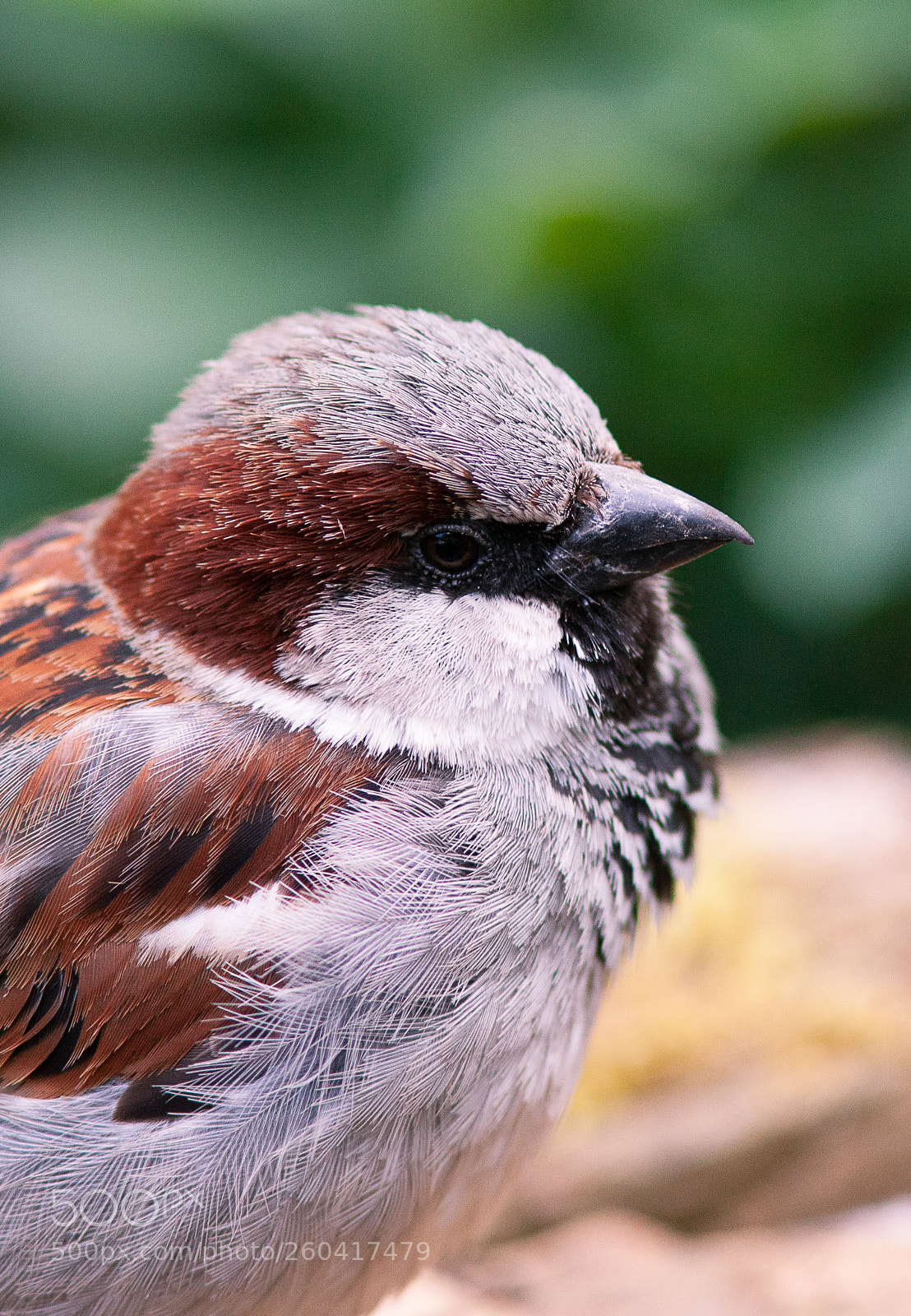 Canon EOS 5D Mark II sample photo. Gwn.ptr photography nature sparrow photography