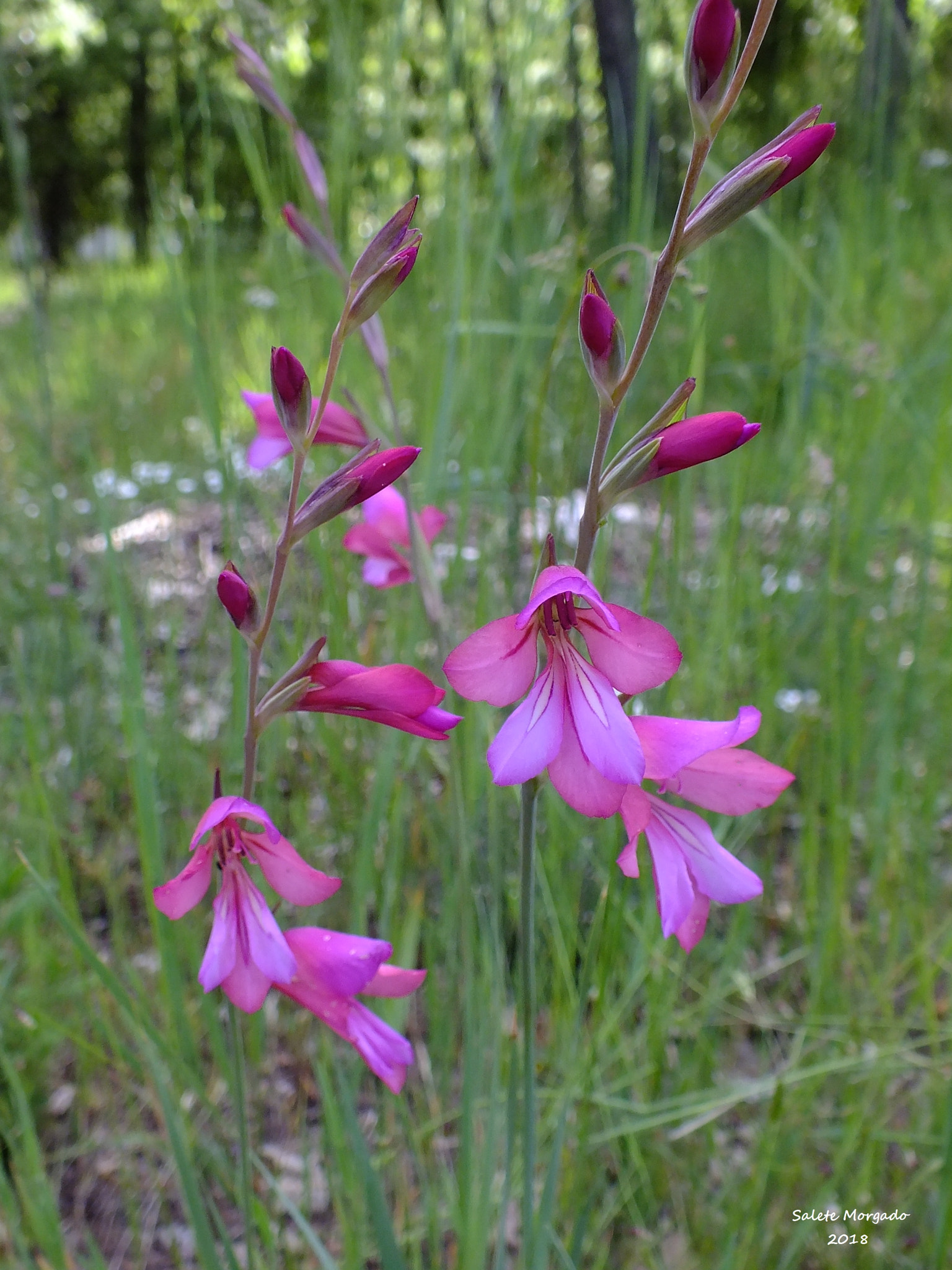 Fujifilm FinePix HS30EXR sample photo. Wildflower gladiolus illyricus photography