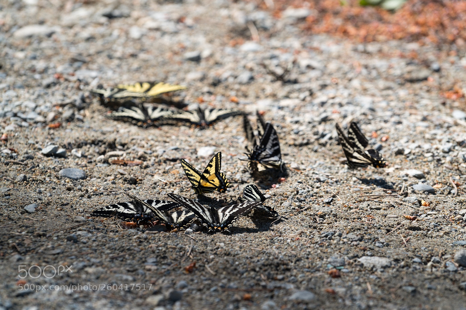 Sony a7R II sample photo. Untitled photography