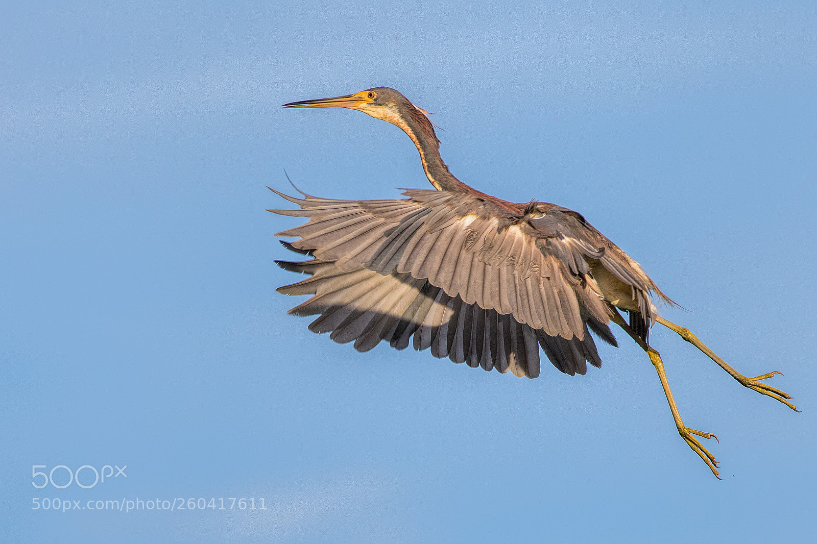 Canon EOS 7D Mark II sample photo. Tricolored heron on landing photography