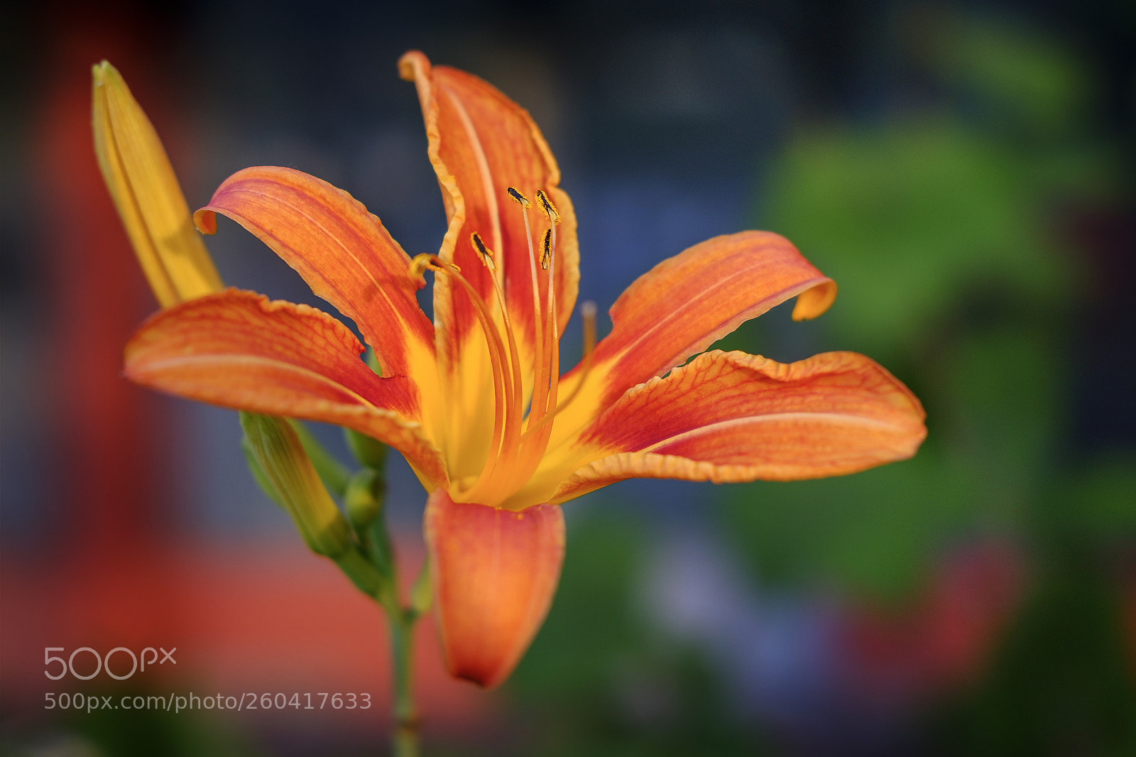 Fujifilm X-T2 sample photo. Colorful photography