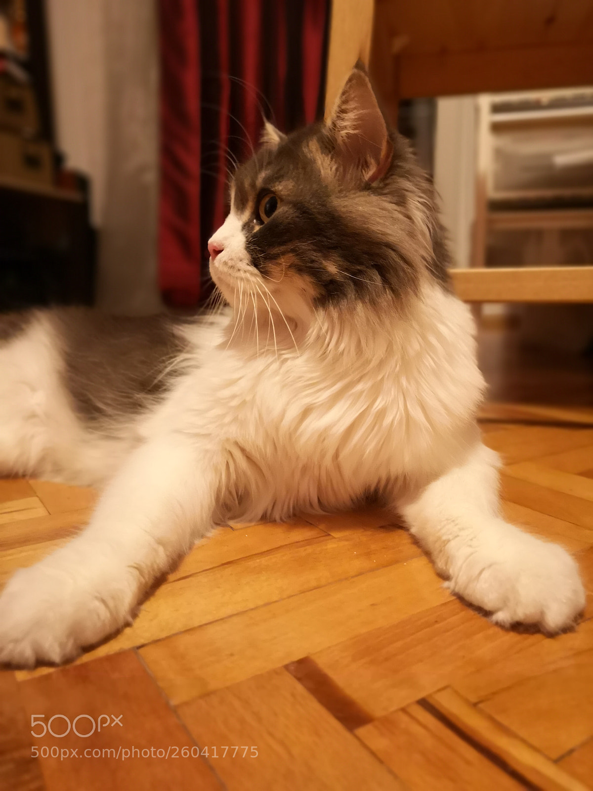 HUAWEI CLT-L29 sample photo. King of cats photography
