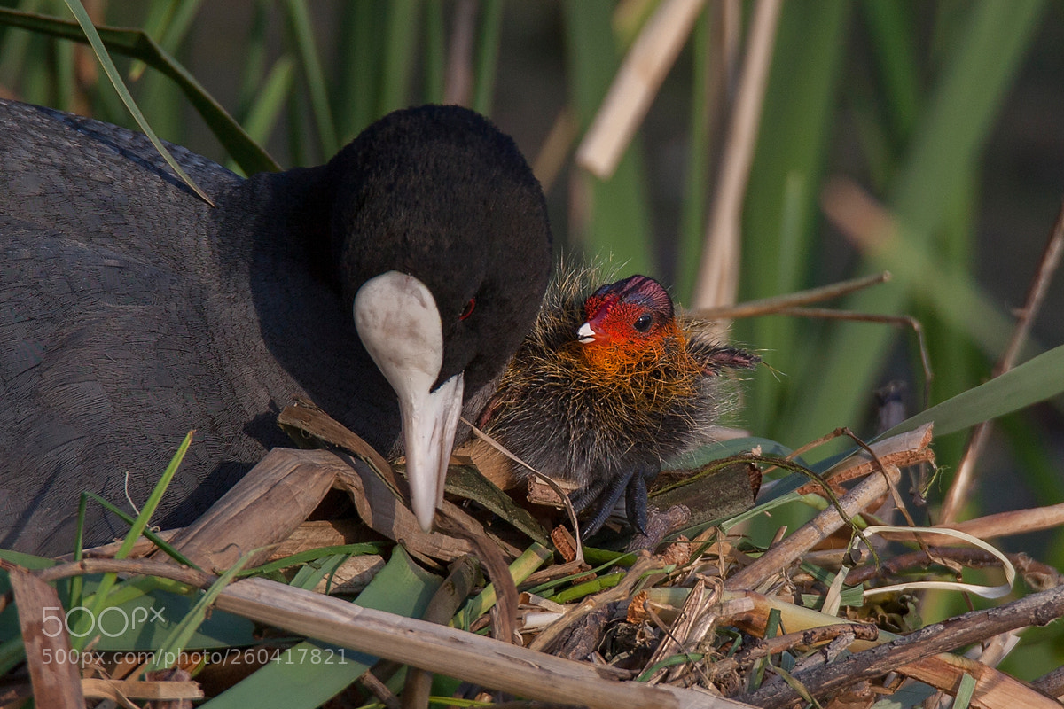 Canon EOS 5D Mark II sample photo. Eurasian coot photography