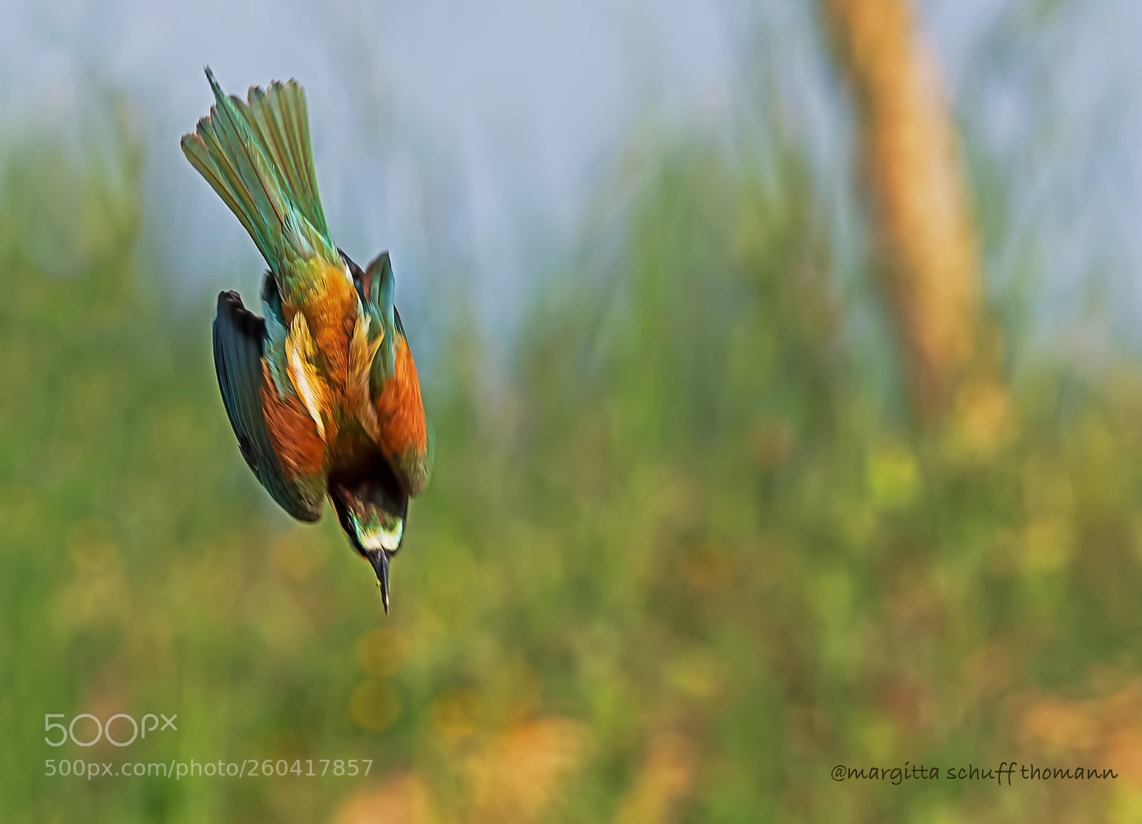 Canon EOS-1D X sample photo. Bee-eater performance ... photography