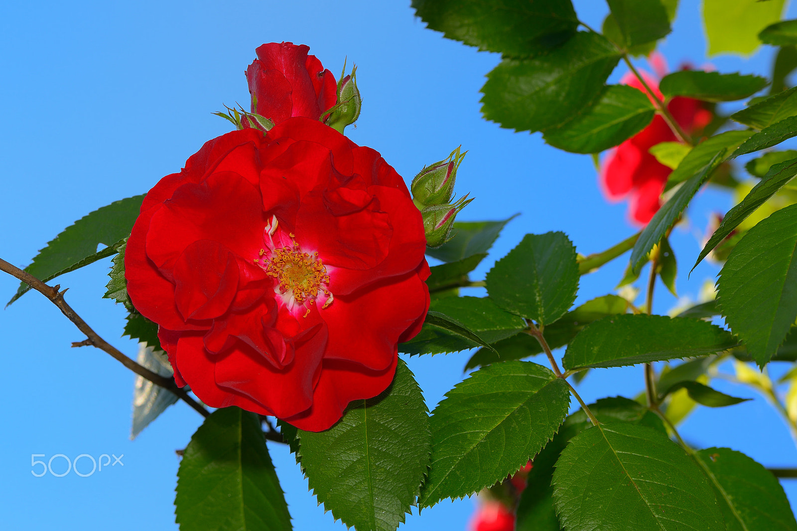 Nikon AF-S Micro-Nikkor 105mm F2.8G IF-ED VR sample photo