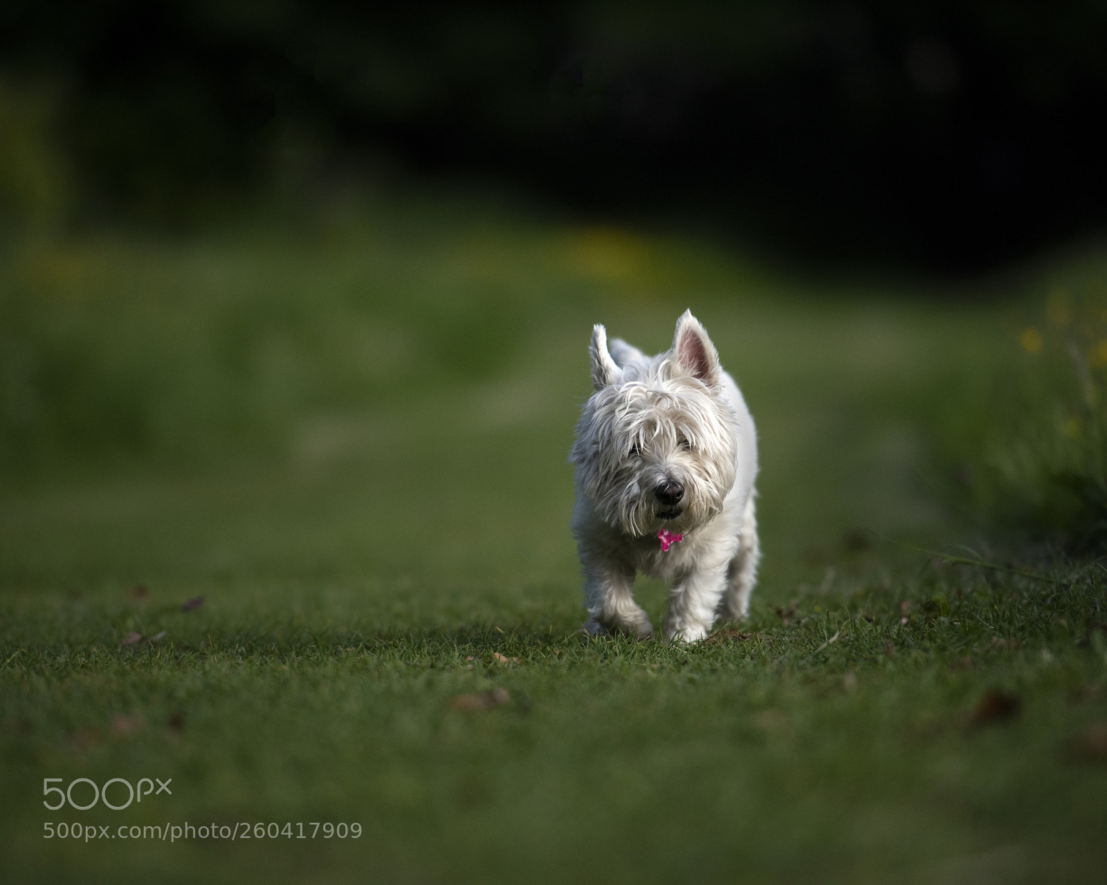 Nikon D810 sample photo. I wandered lonely without photography