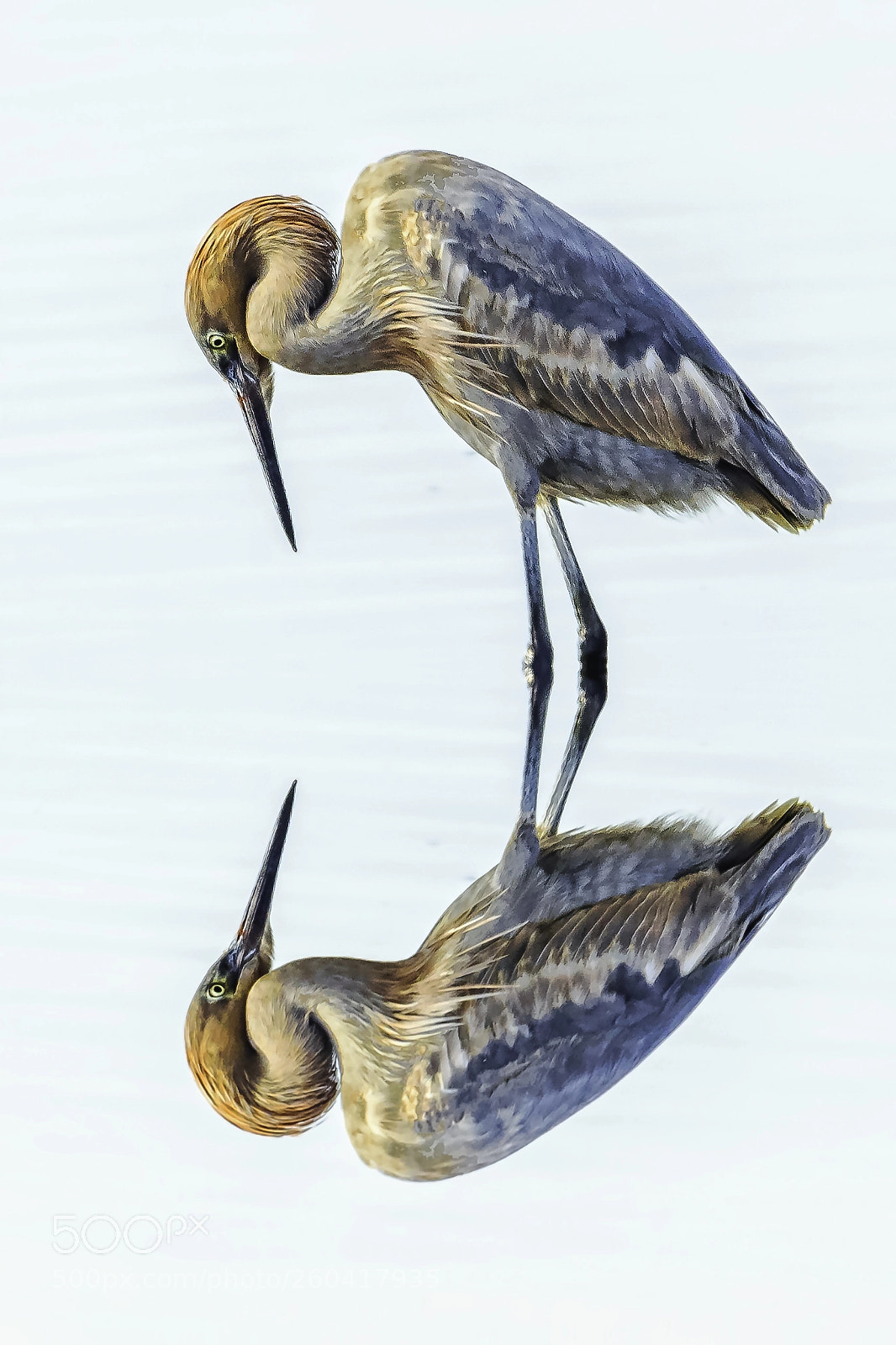 Nikon D810 sample photo. Reddish egret photography