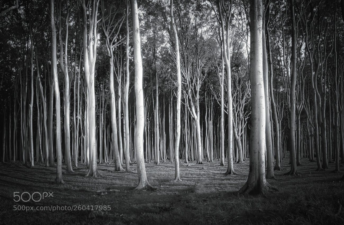 Canon EOS 6D sample photo. Ghost forest #2 photography