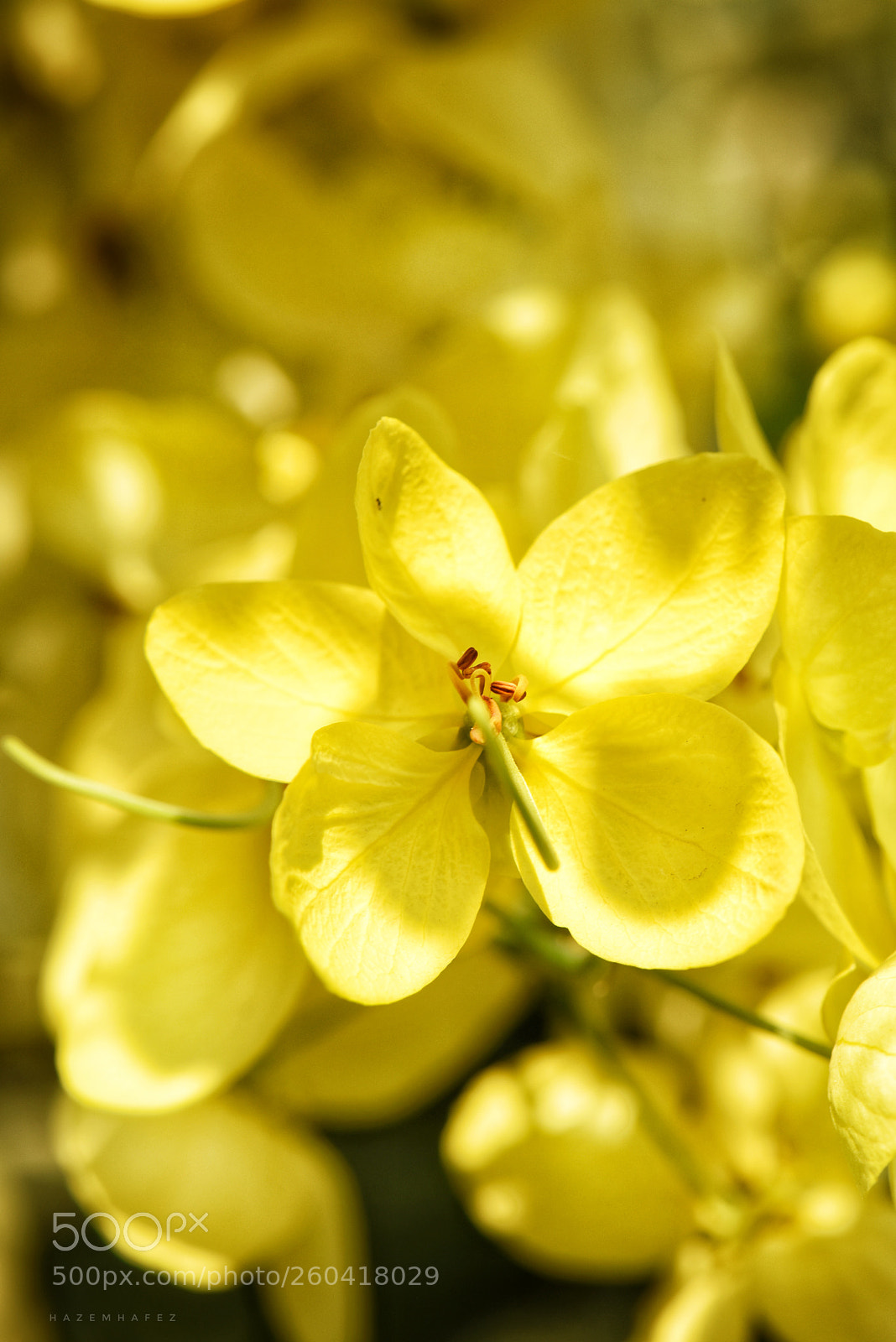 Nikon D810 sample photo. Yellow elegance photography