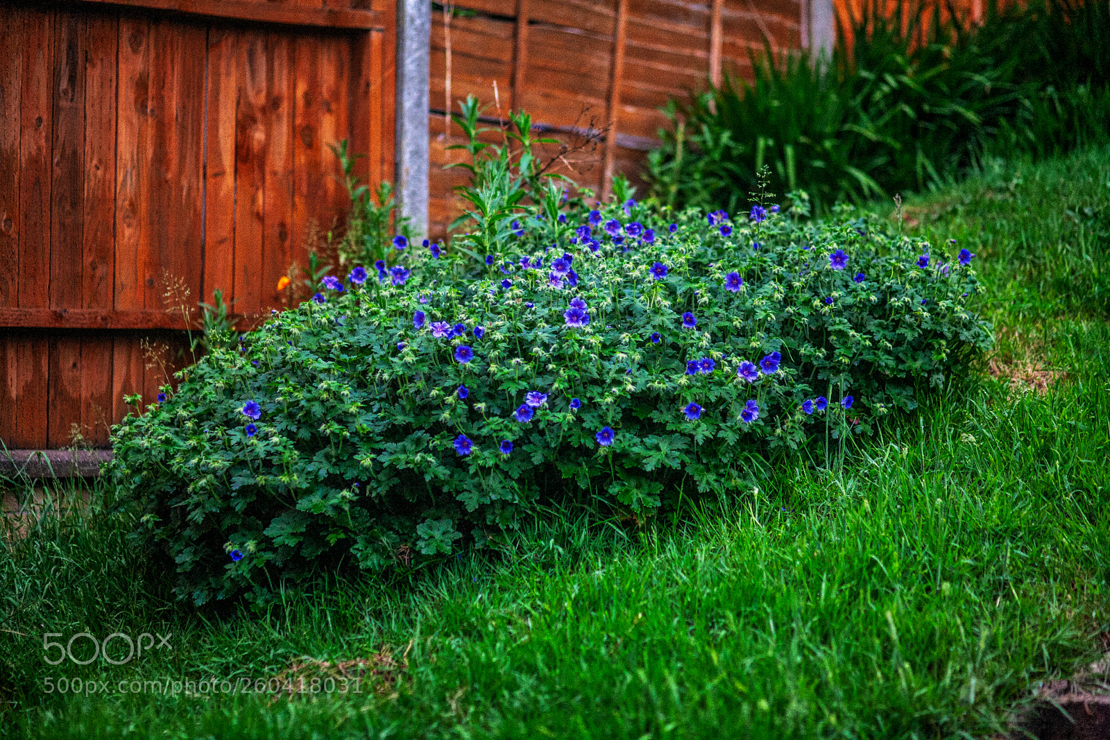 Canon EOS 5D sample photo. An old fiddle photography