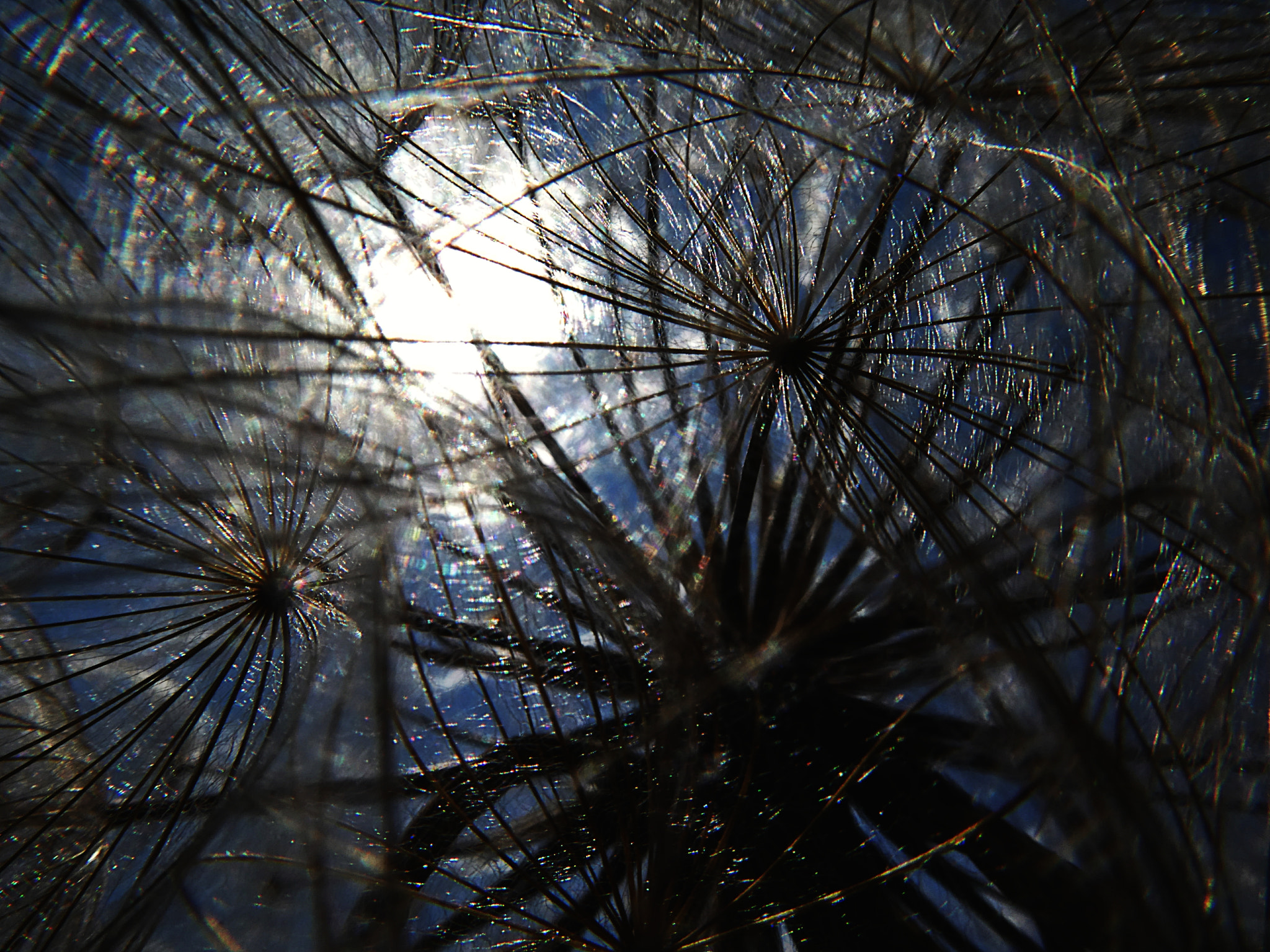 Panasonic DC-TZ91 sample photo. Pusteblume photography