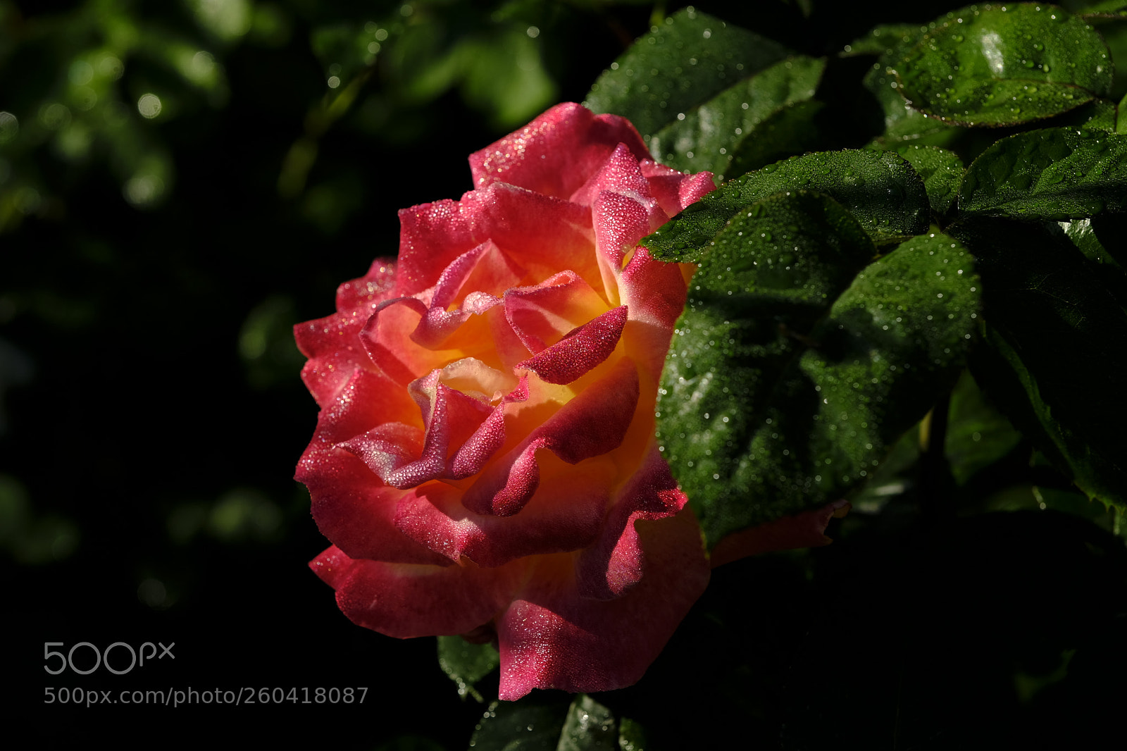 Fujifilm X-T2 sample photo. Portrait of a rose photography