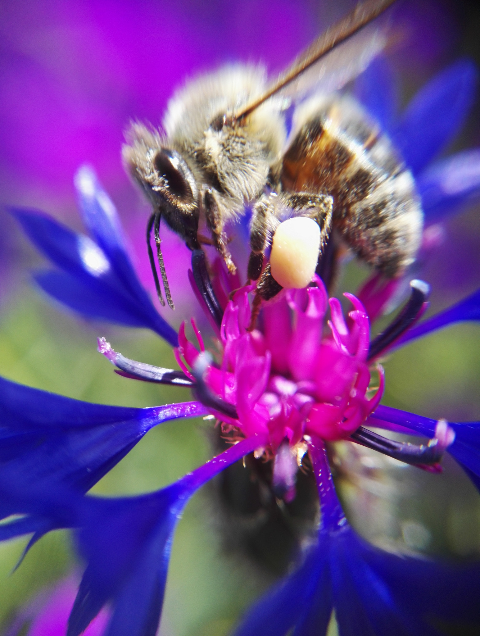 HUAWEI Honor 7 sample photo