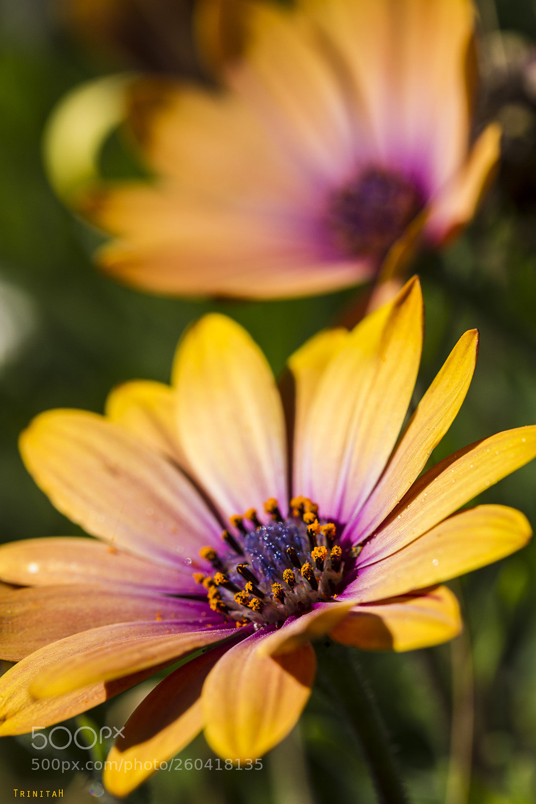 Canon EOS 7D sample photo. Flowers photography
