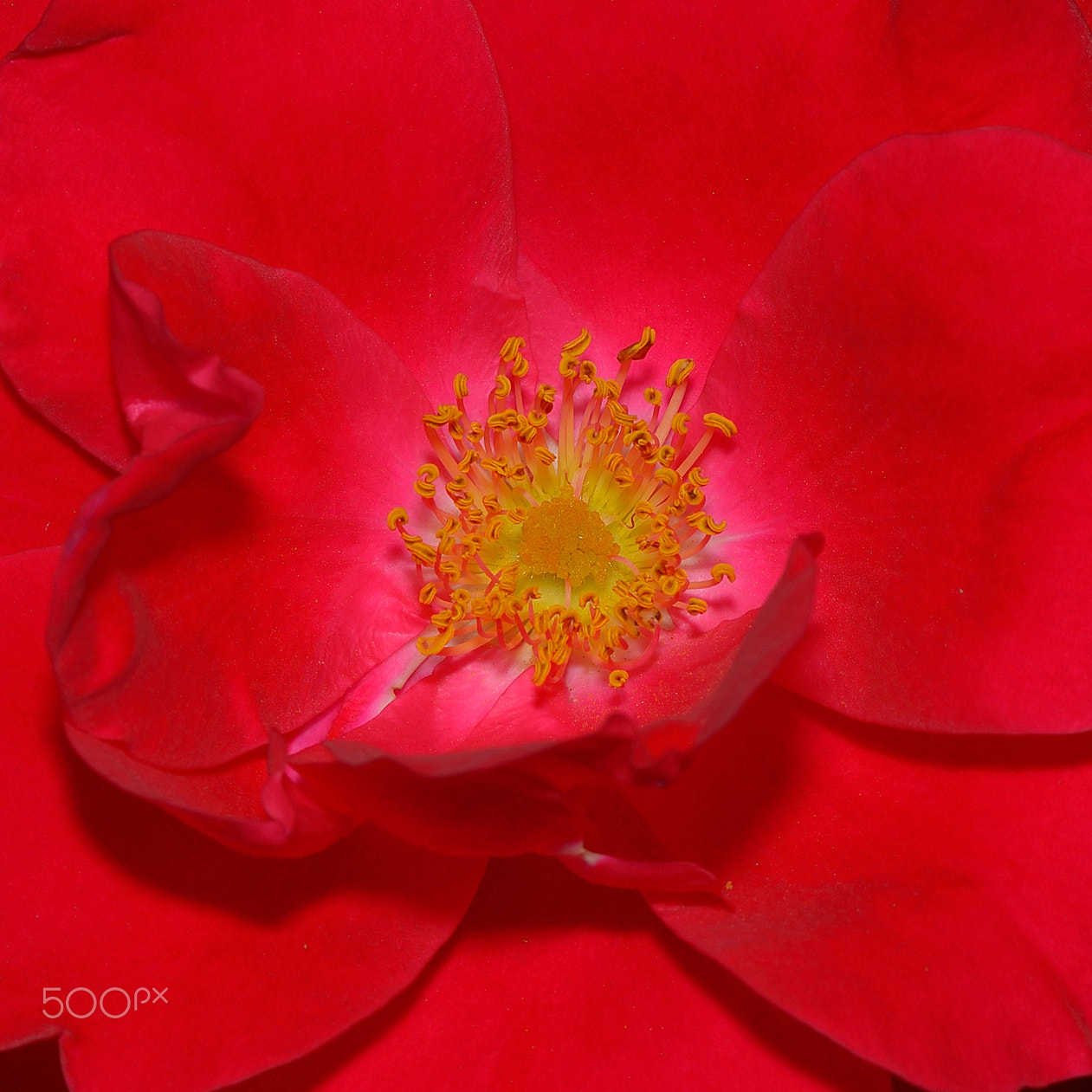 Nikon AF-S Micro-Nikkor 105mm F2.8G IF-ED VR sample photo