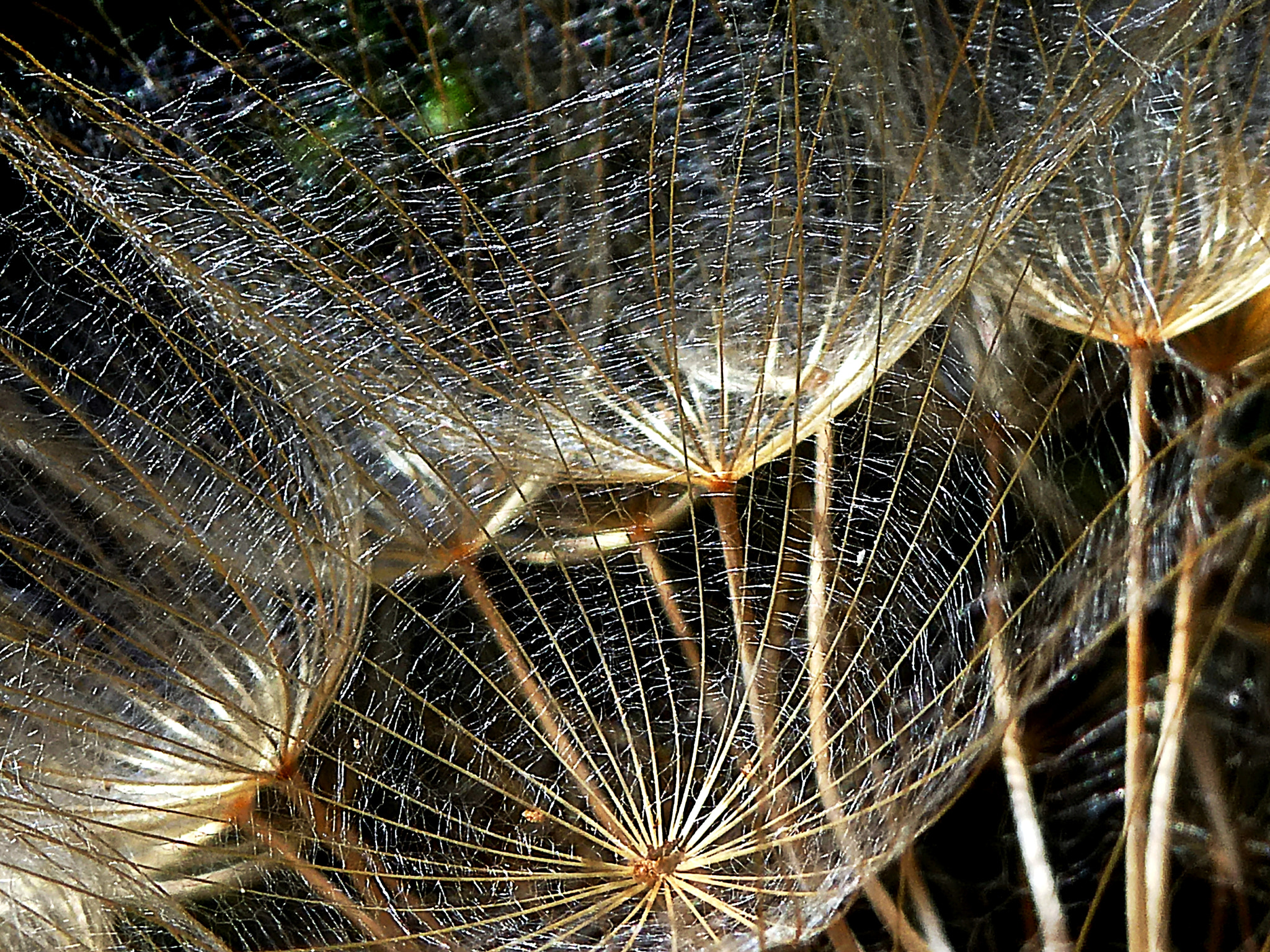 Panasonic DC-TZ91 sample photo. Pusteblume photography