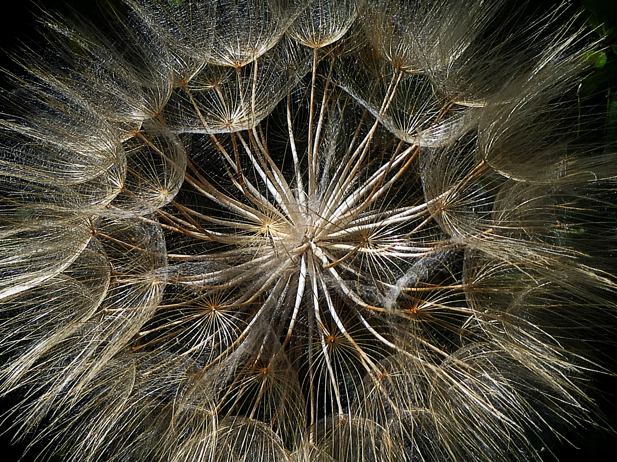 Panasonic DC-TZ91 sample photo. Pusteblume photography