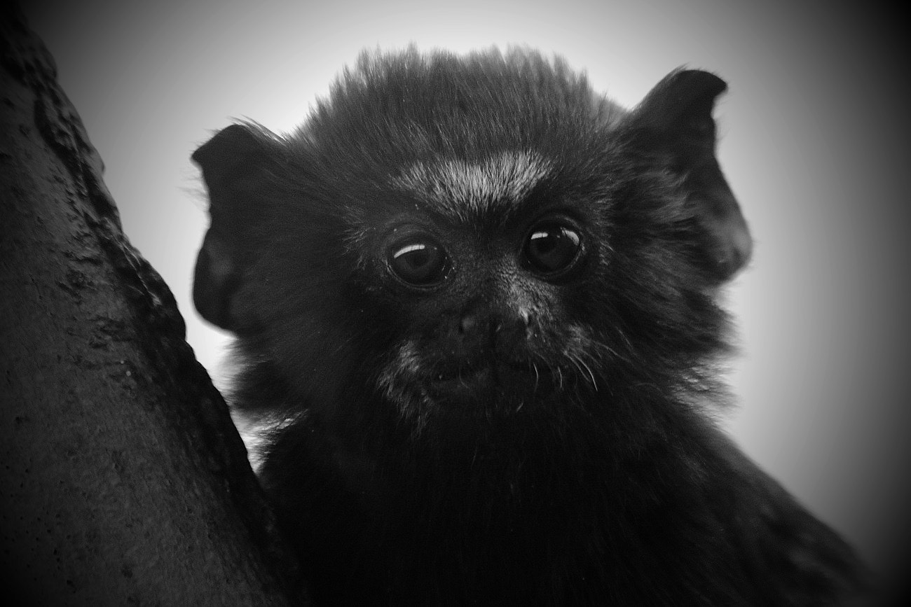 Canon EF 70-300mm F4-5.6 IS USM sample photo. Devil's baby :-) photography