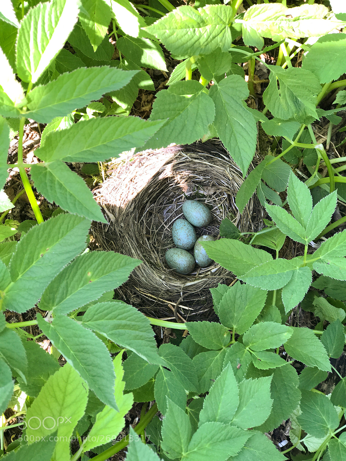 Apple iPhone 7 Plus sample photo. Ground bird nest photography