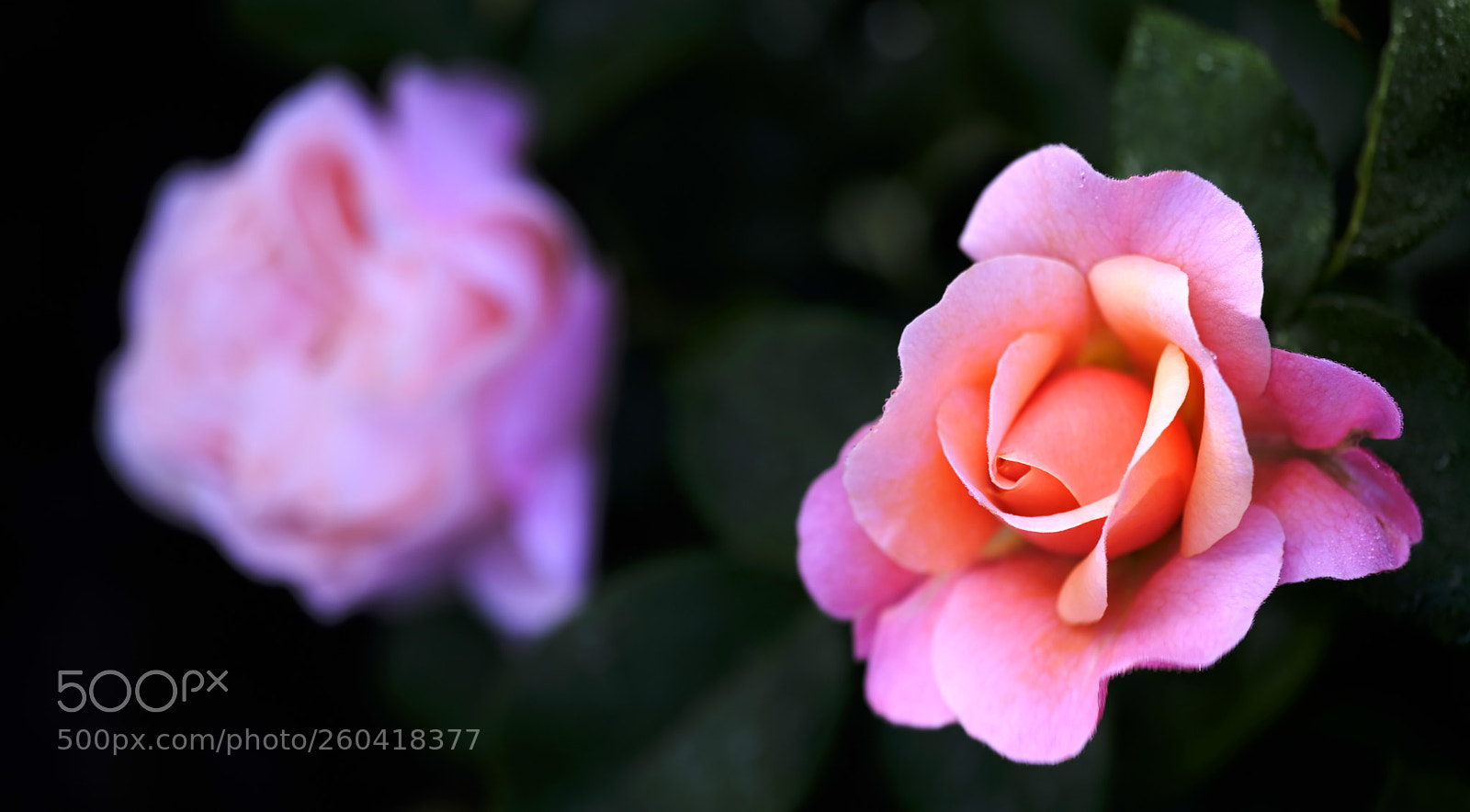 Fujifilm GFX 50S sample photo. Portrait of a rose photography