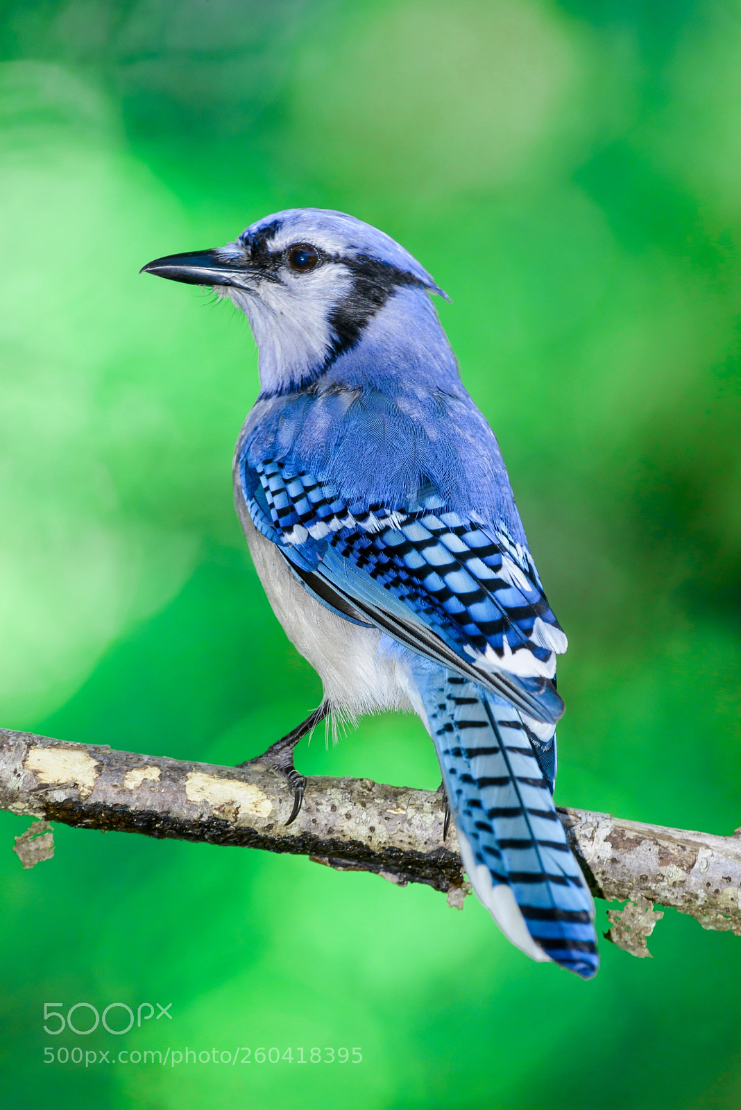 Nikon D800E sample photo. Blue jay photography