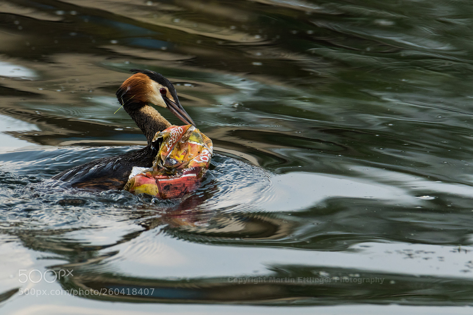 Canon EOS 7D Mark II sample photo. Great crested grebe podiceps photography