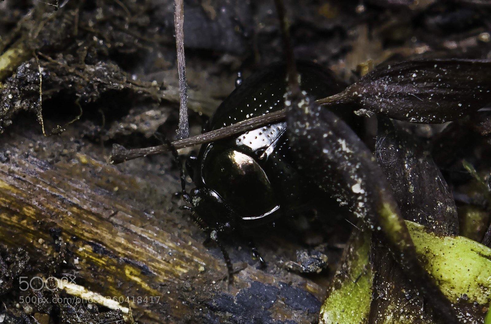 Nikon D7100 sample photo. Chrysolina herbacea photography