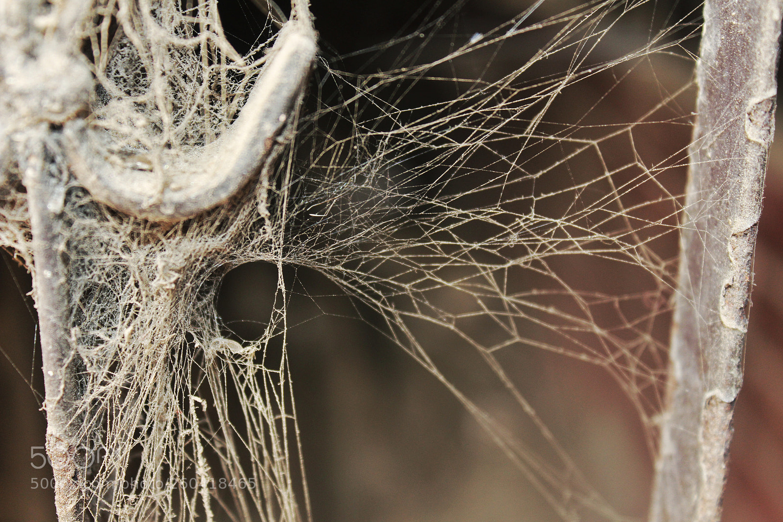 Canon EOS 700D (EOS Rebel T5i / EOS Kiss X7i) sample photo. Spider's web photography