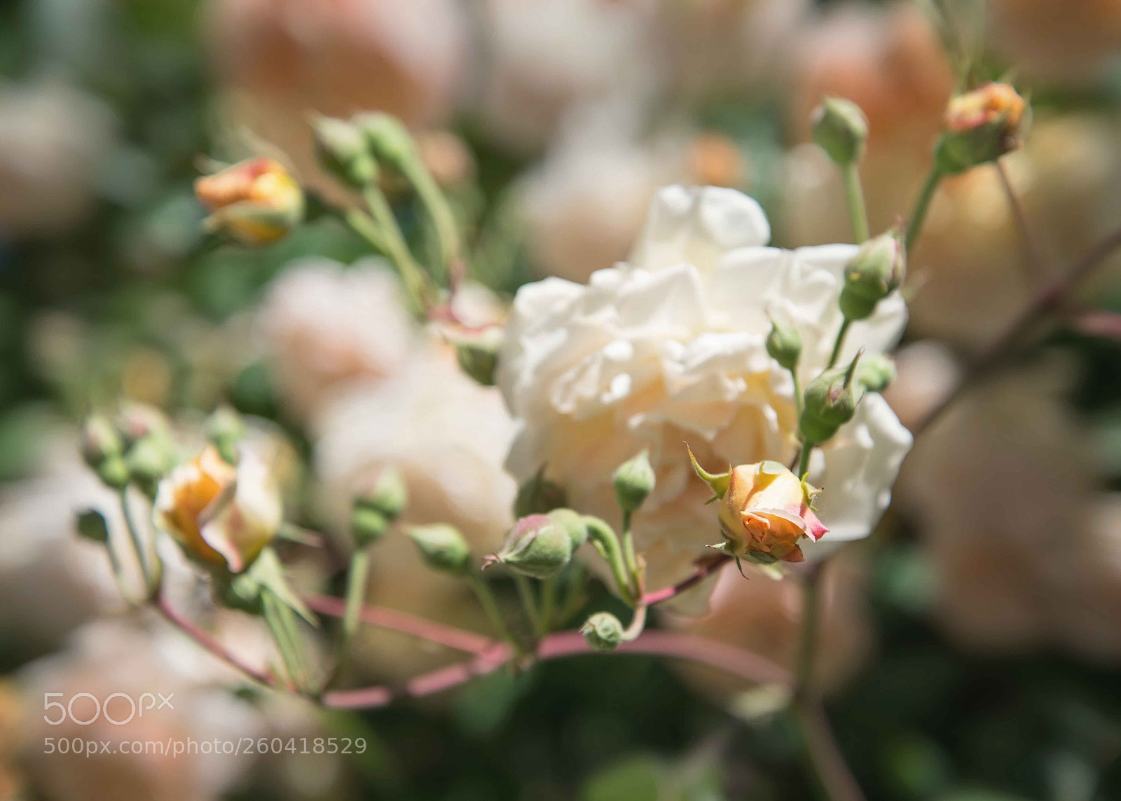Nikon D610 sample photo. Roses photography