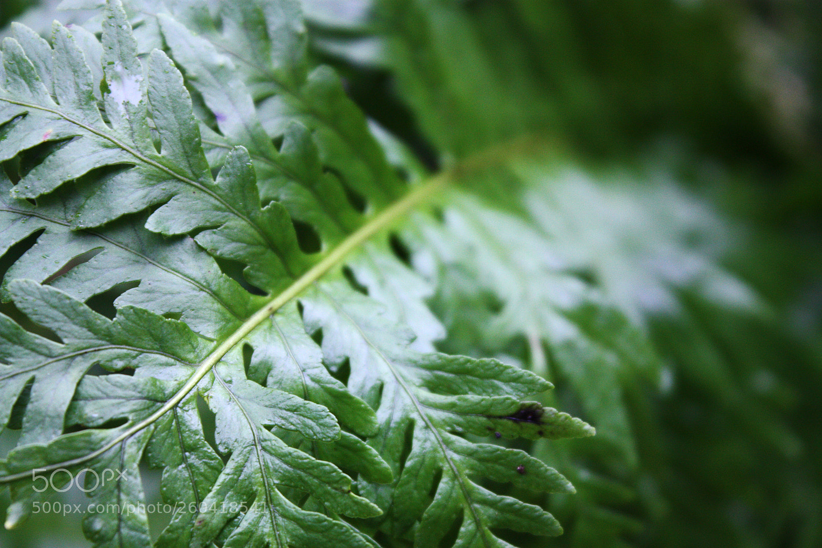 Canon EOS 450D (EOS Rebel XSi / EOS Kiss X2) sample photo. Leaf photography