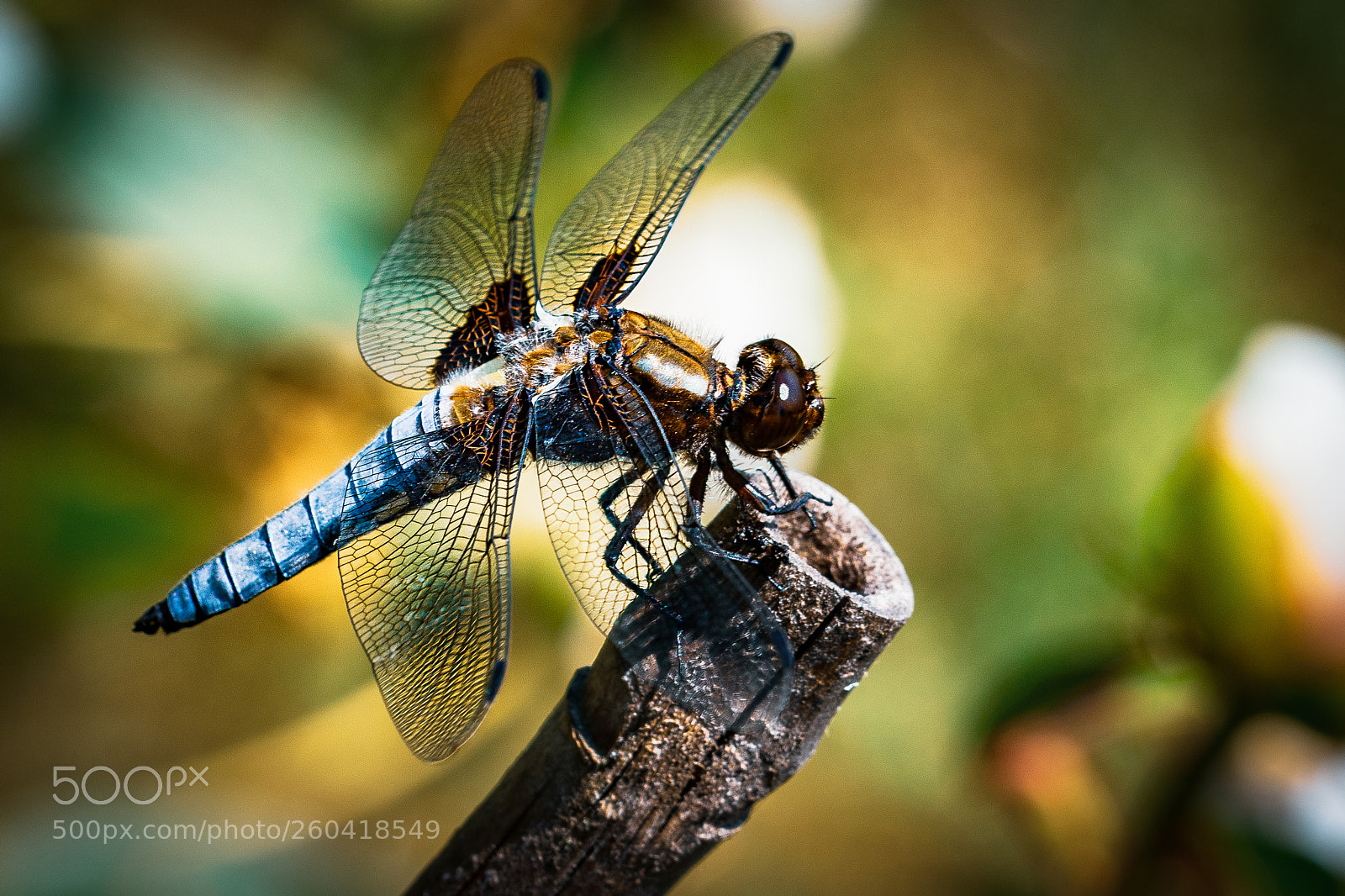 Nikon D500 sample photo. Dragonfly on my garden photography