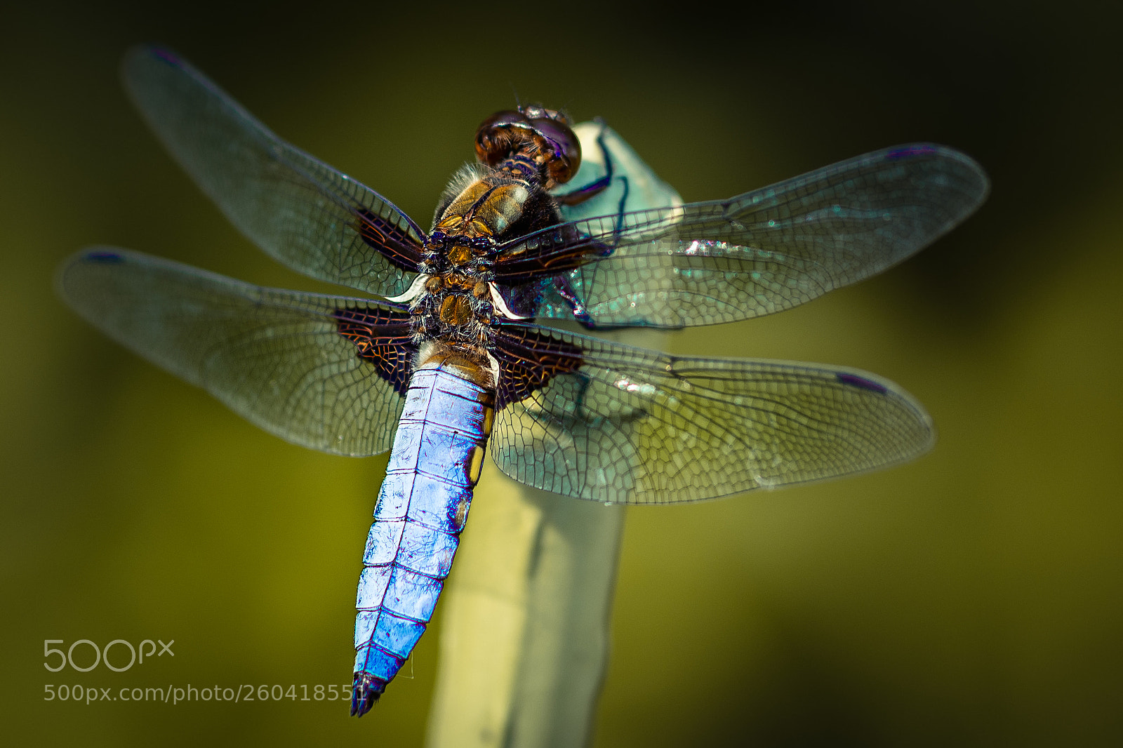 Nikon D500 sample photo. Dragonfly on my garden photography