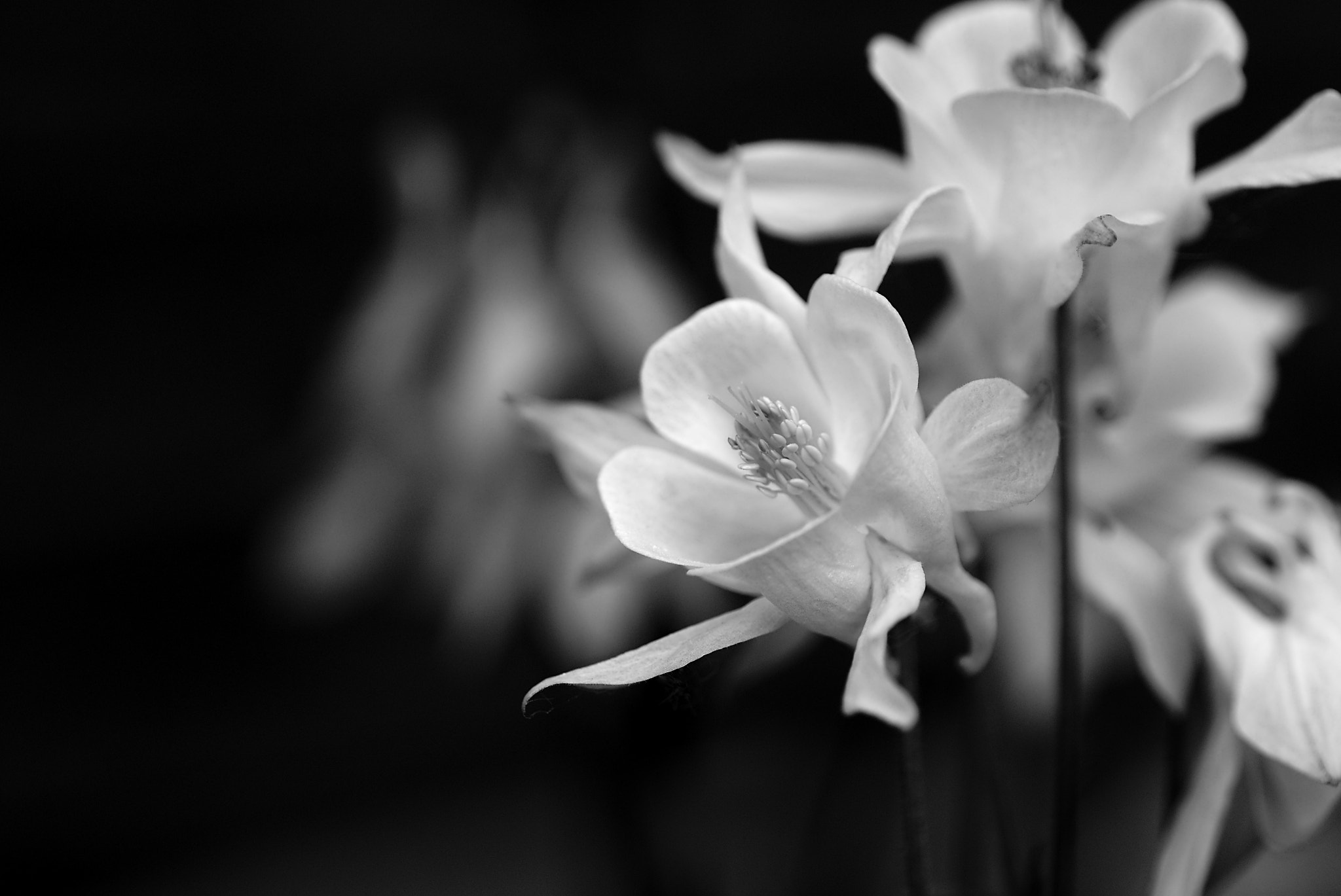 Sony SLT-A65 (SLT-A65V) + Tamron SP AF 90mm F2.8 Di Macro sample photo. Black and white flowers #1/2 photography