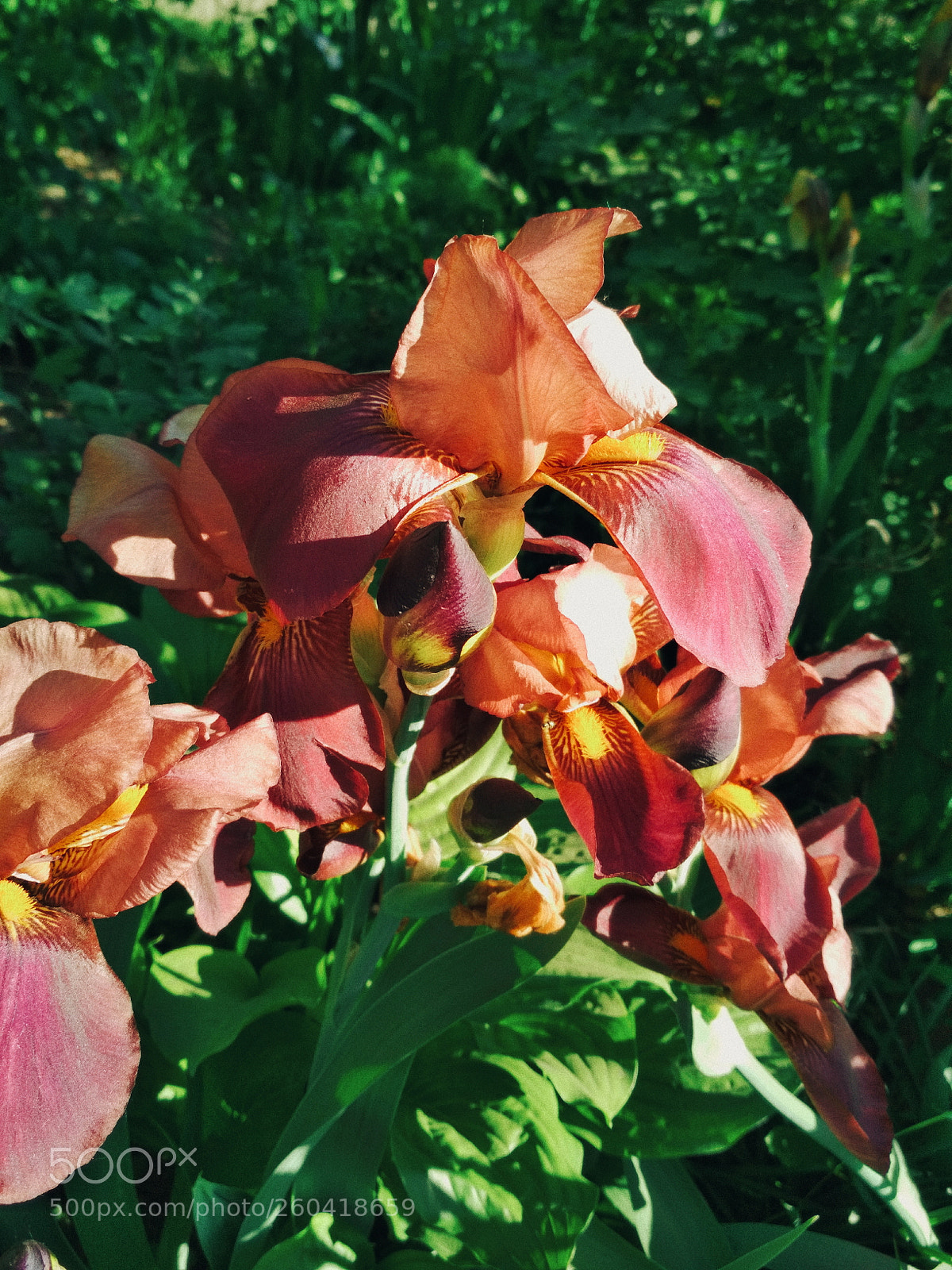 Xiaomi Redmi 4X sample photo. Untitled photography