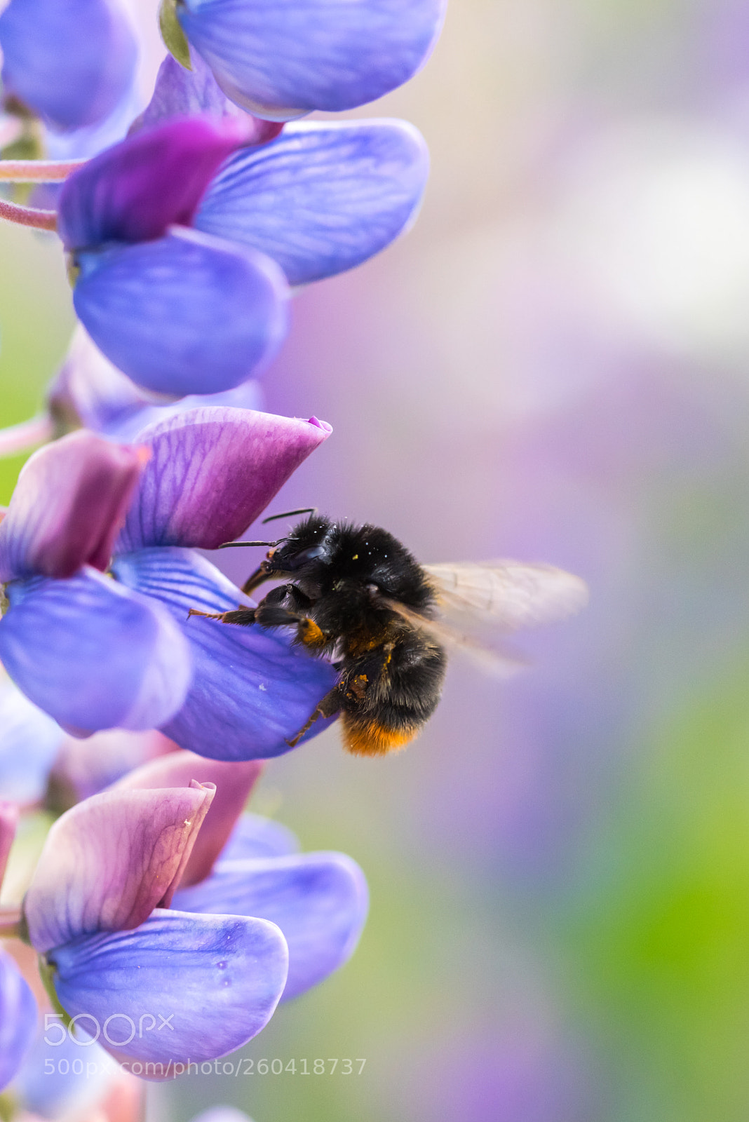 Nikon D750 sample photo. Steinhummel (bombus lapidarius) photography