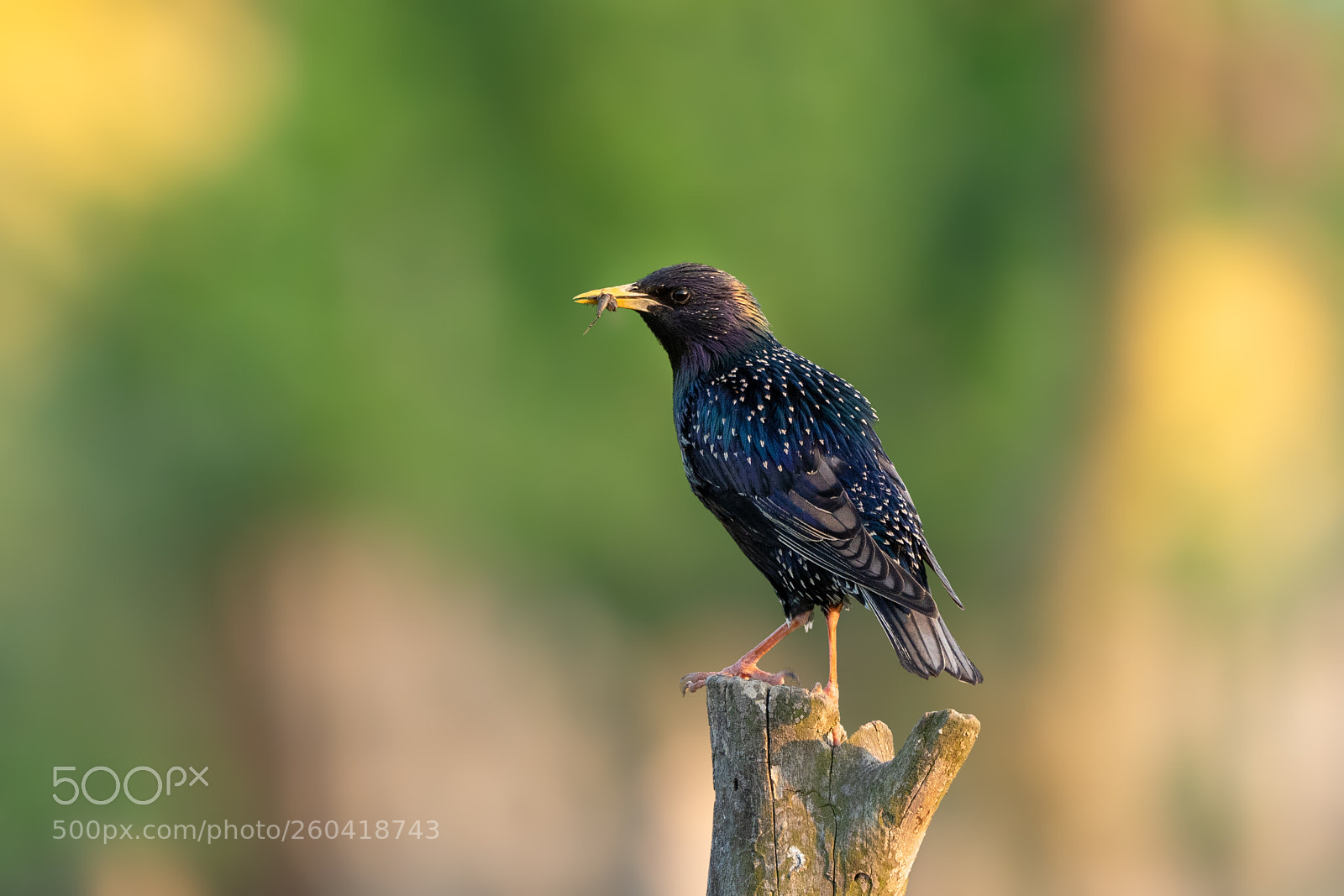 Sony a7 III sample photo. Common starling photography