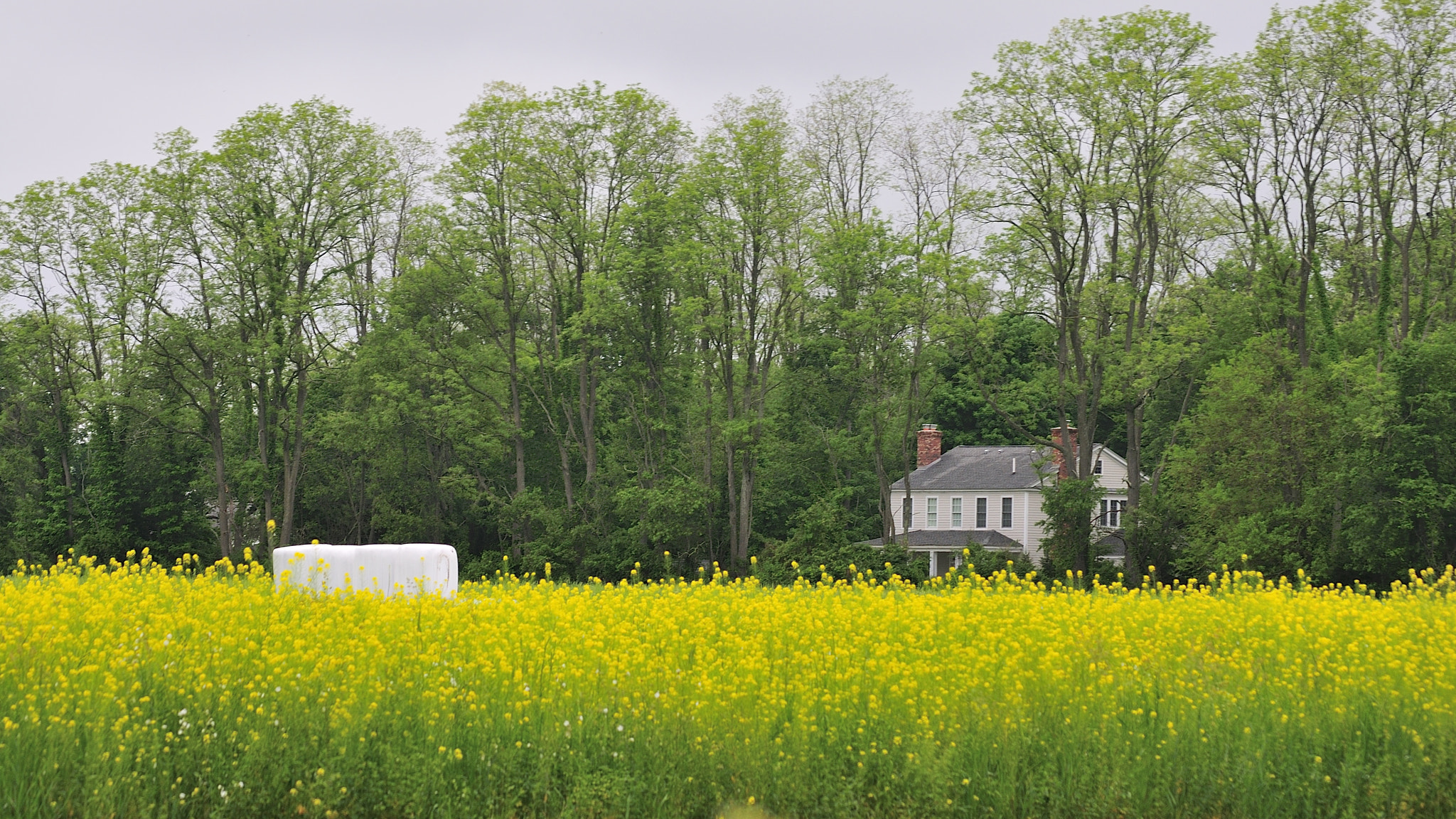 Nikon D300S sample photo. Growing rapeseed photography