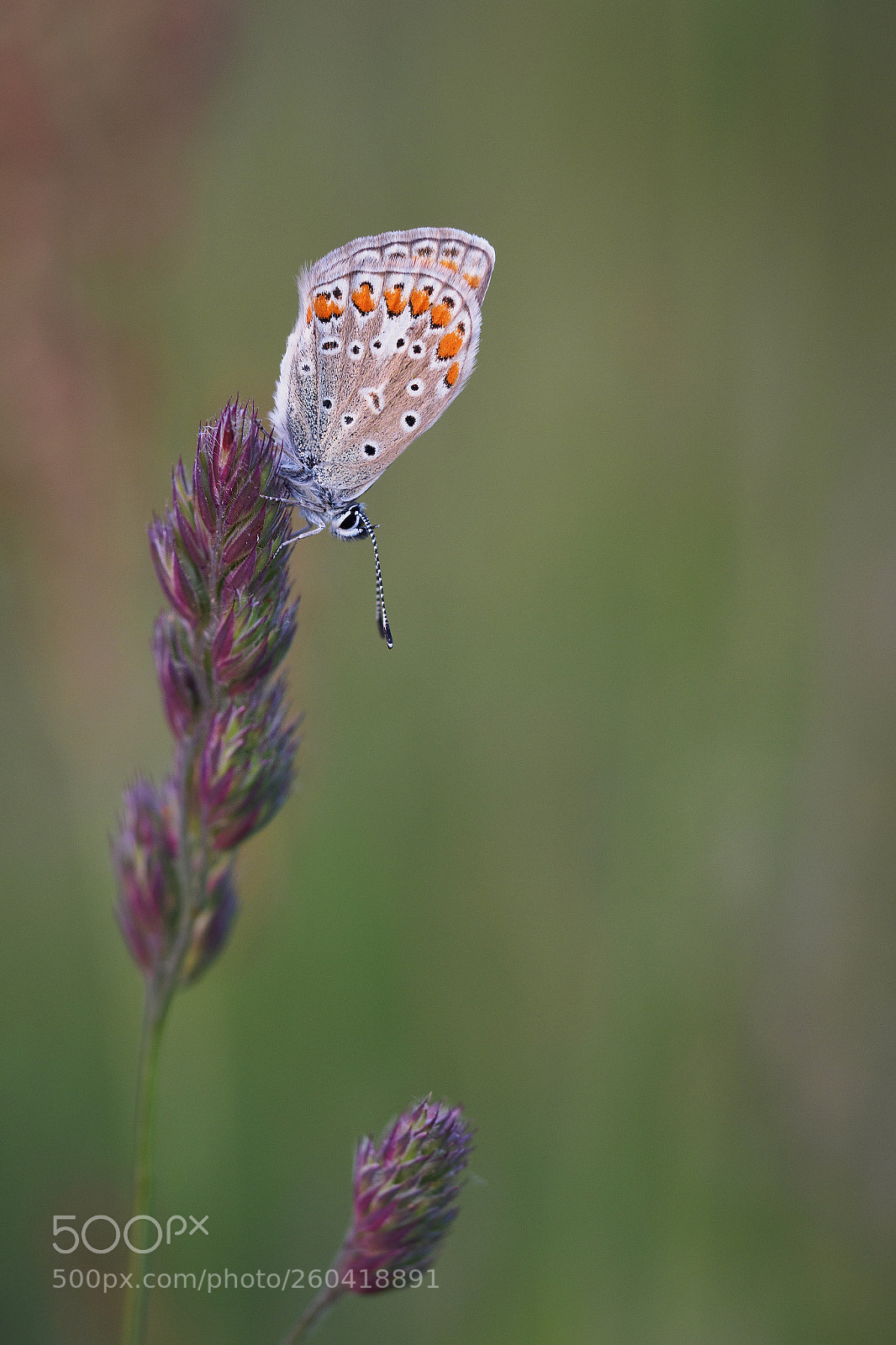 Olympus PEN-F sample photo. Common blue photography