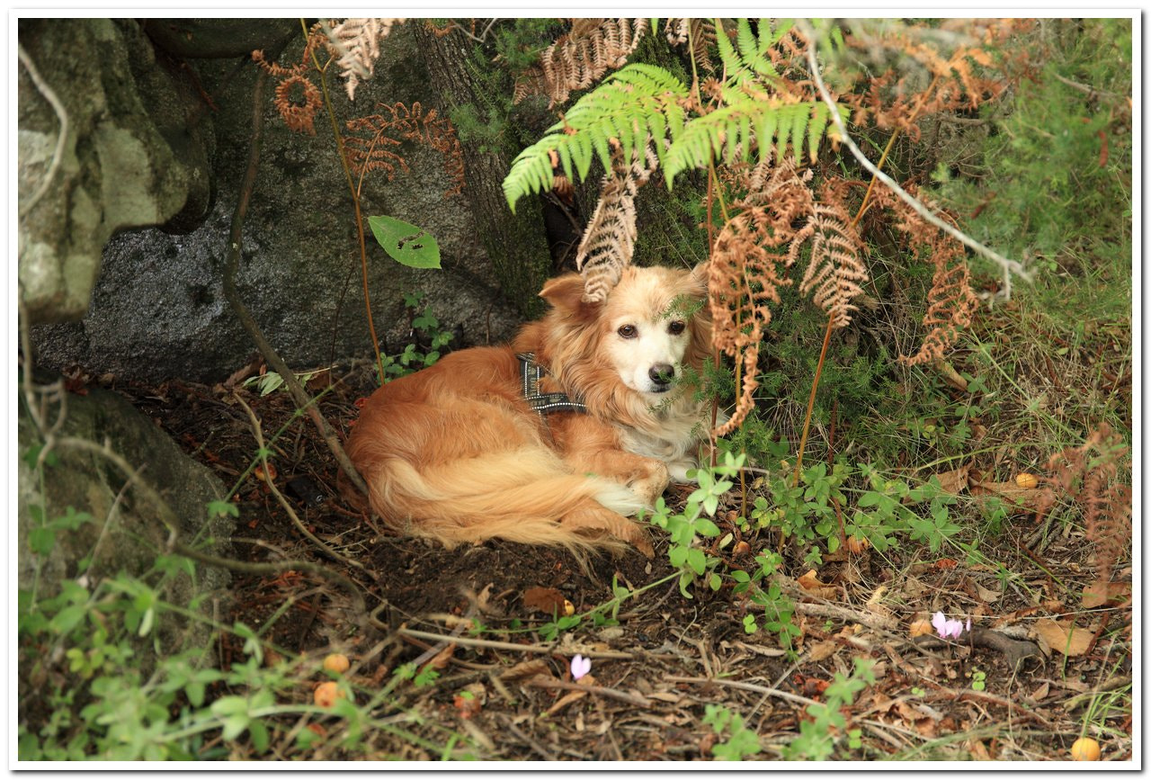 Canon EF 24-70mm F4L IS USM sample photo. Milly in the forest photography