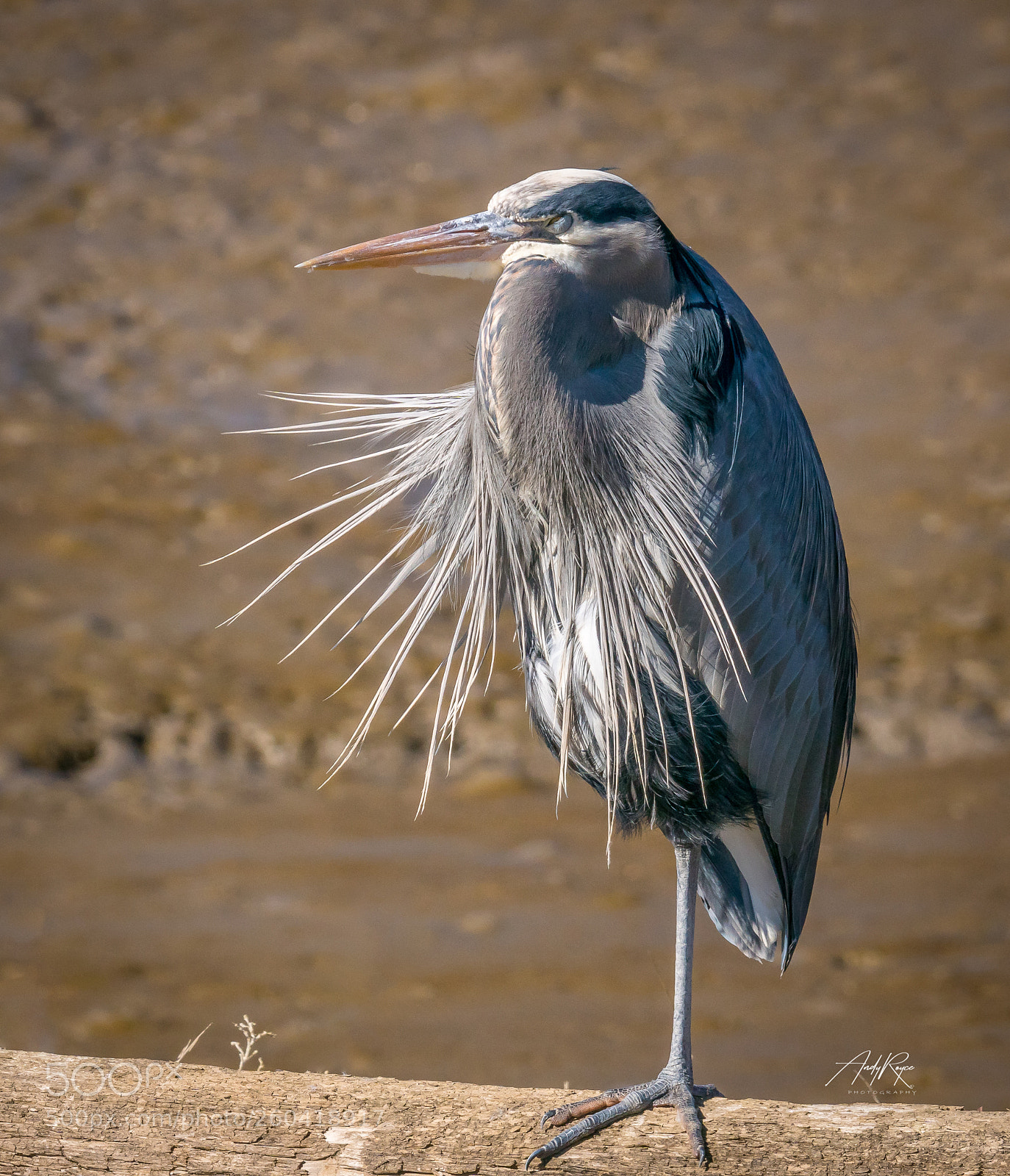 Sony ILCA-77M2 sample photo. Blue heron at rest photography