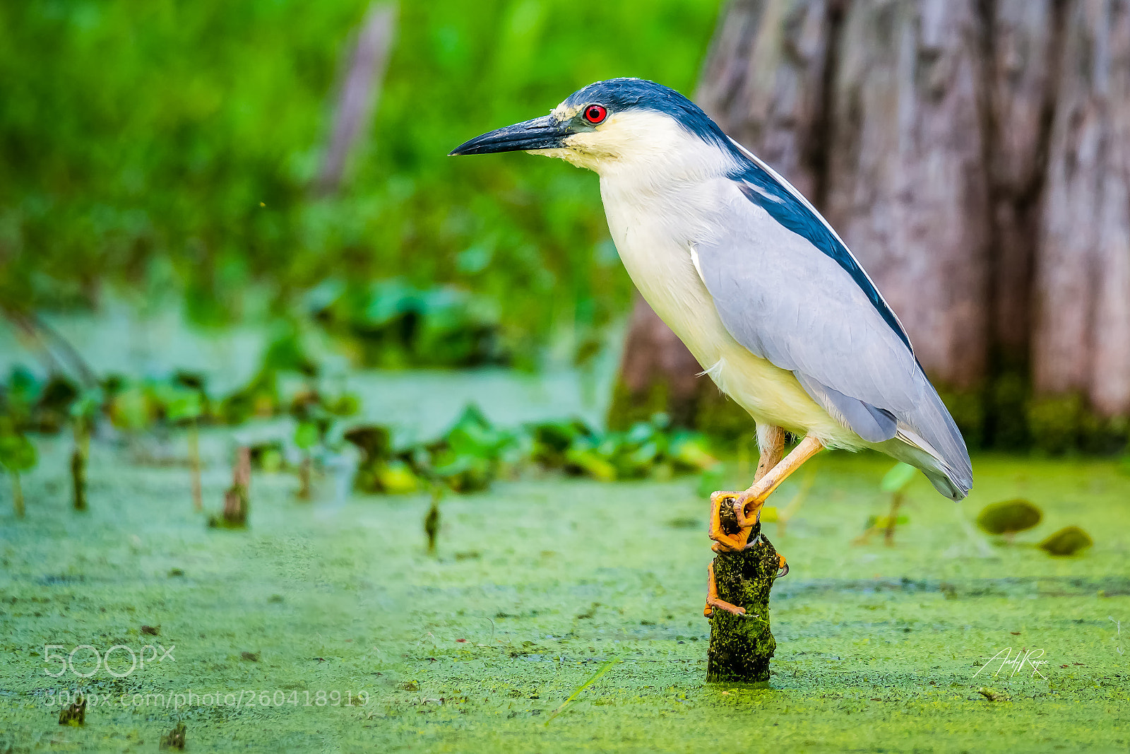 Sony ILCA-77M2 sample photo. Black-crowned night_heron photography