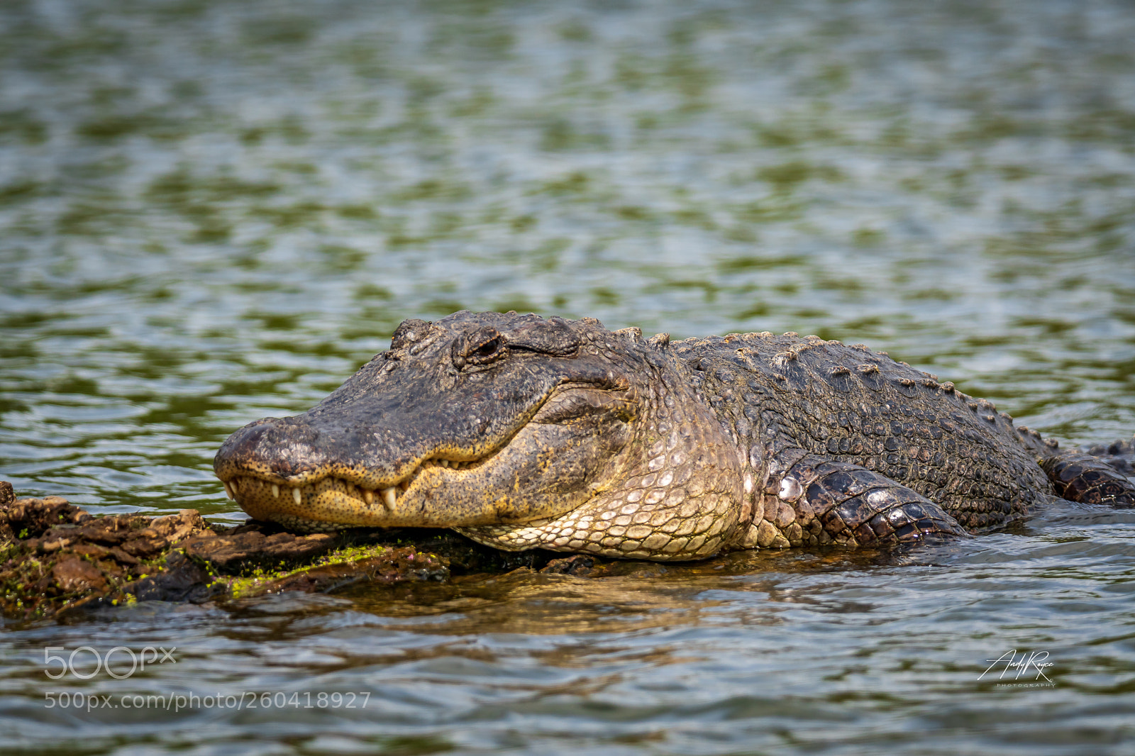 Sony ILCA-77M2 sample photo. American alligator photography